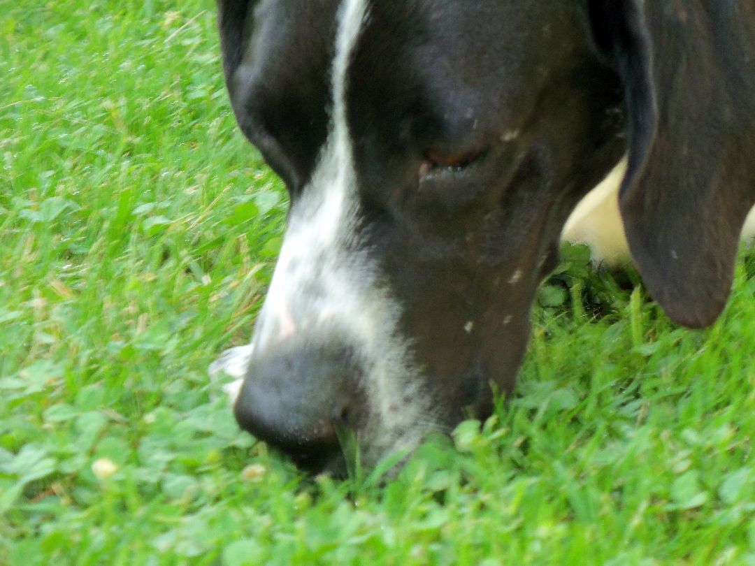 Enlarge Oliver, a Adoptable mixed breed in Osgood, IN image 3/10