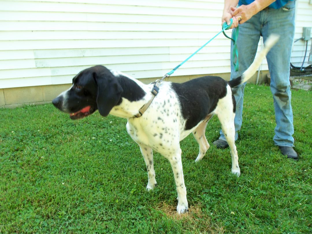 Enlarge Oliver, a Adoptable mixed breed in Osgood, IN image 5/10