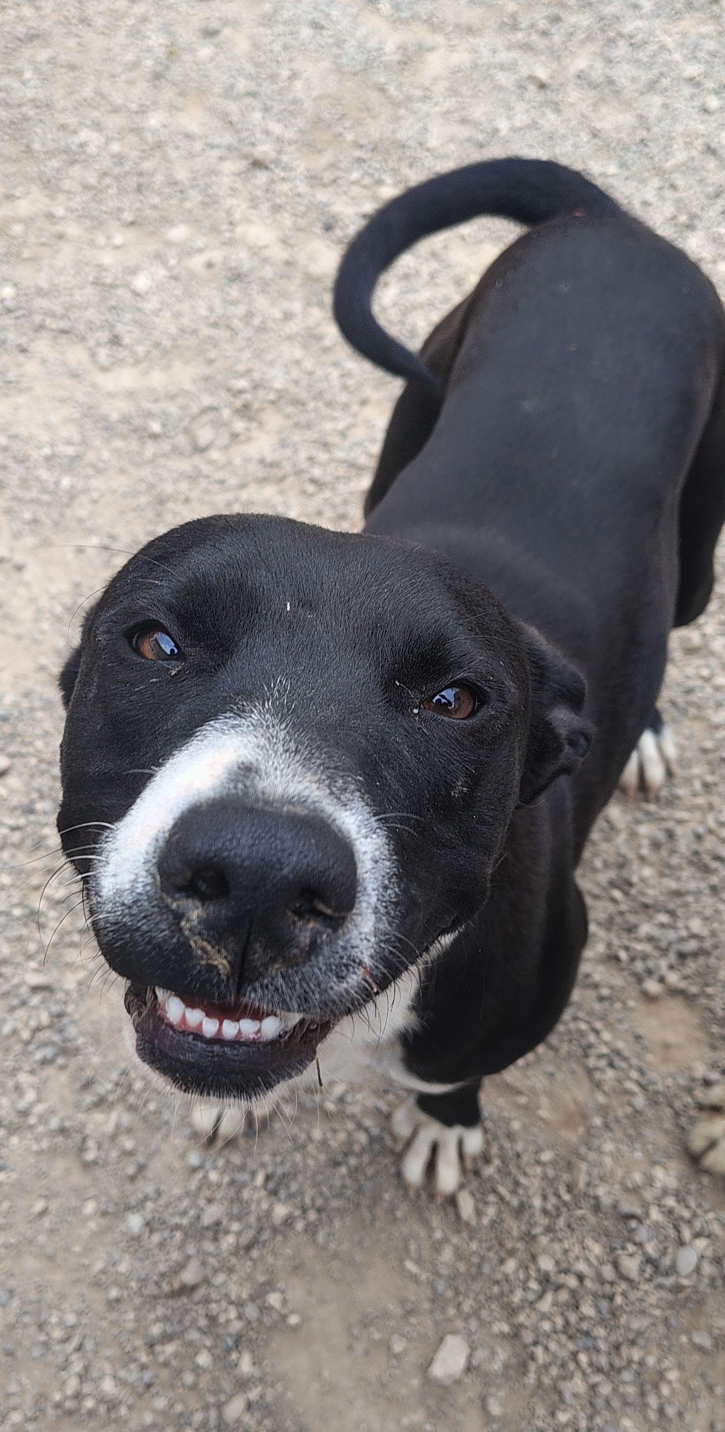 Enlarge Regina, a ADOPTABLE mixed breed in Parker, AZ image 1/2