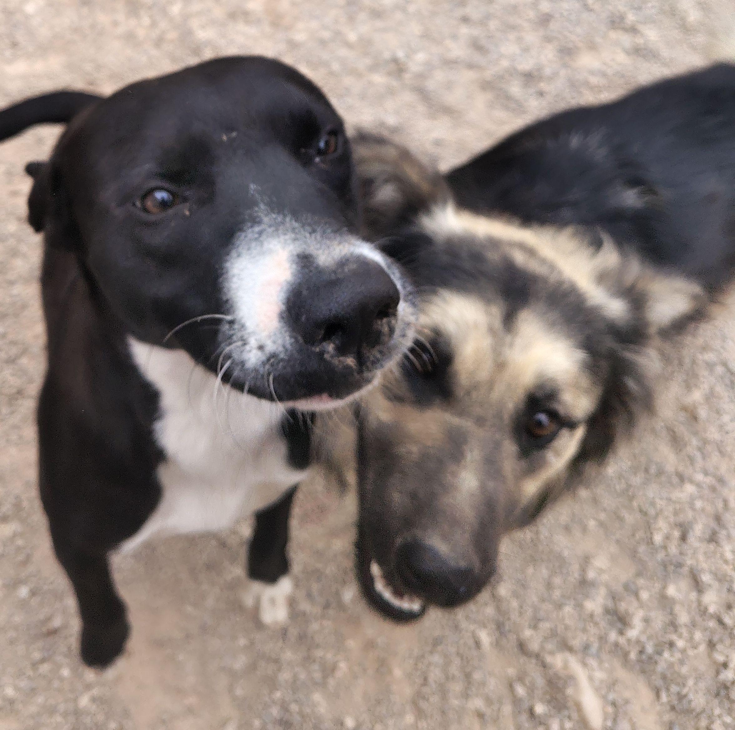 Enlarge Regina, a ADOPTABLE mixed breed in Parker, AZ image 2/2