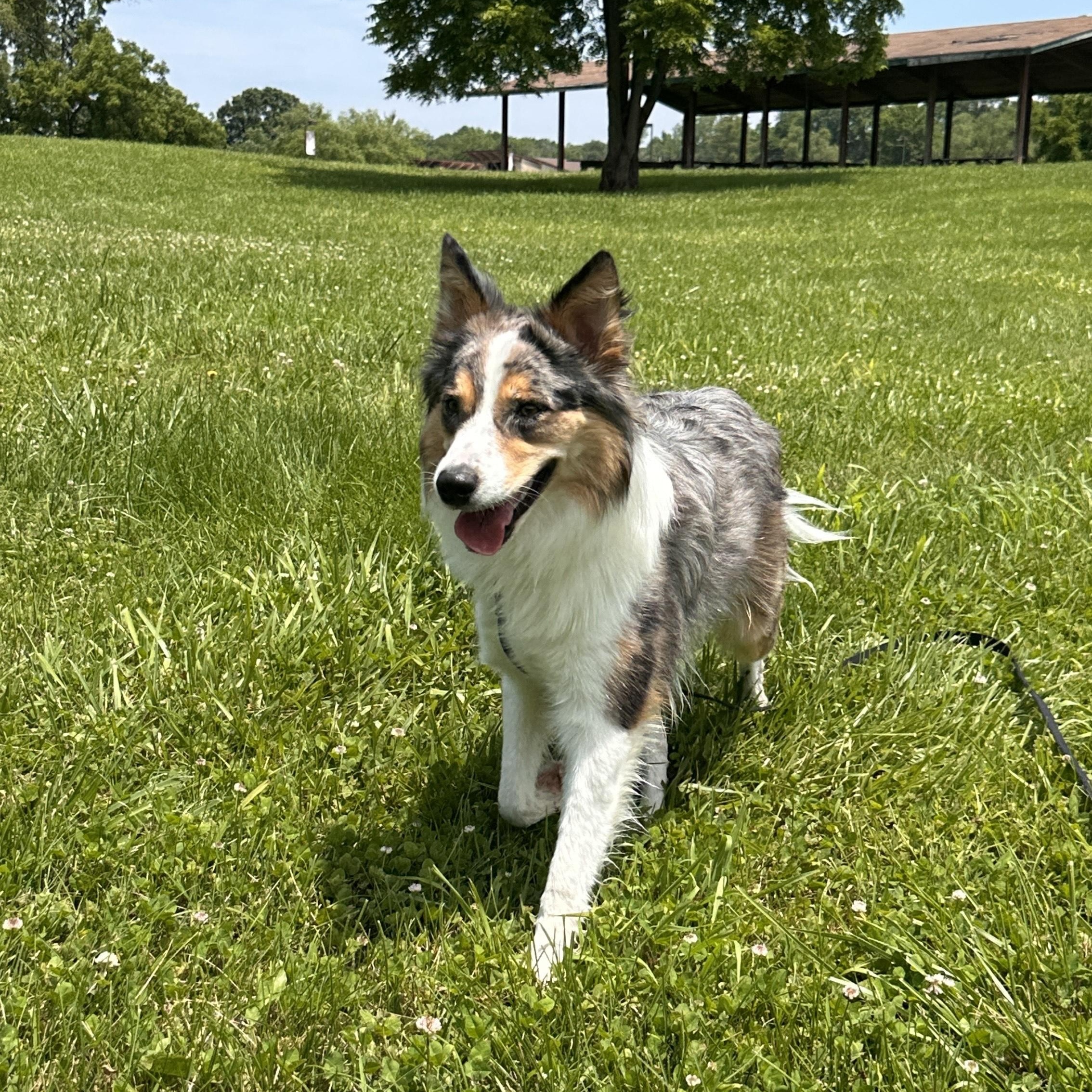 COURTESY POST - Bruno - Kansas City, MO - COURTESY POST