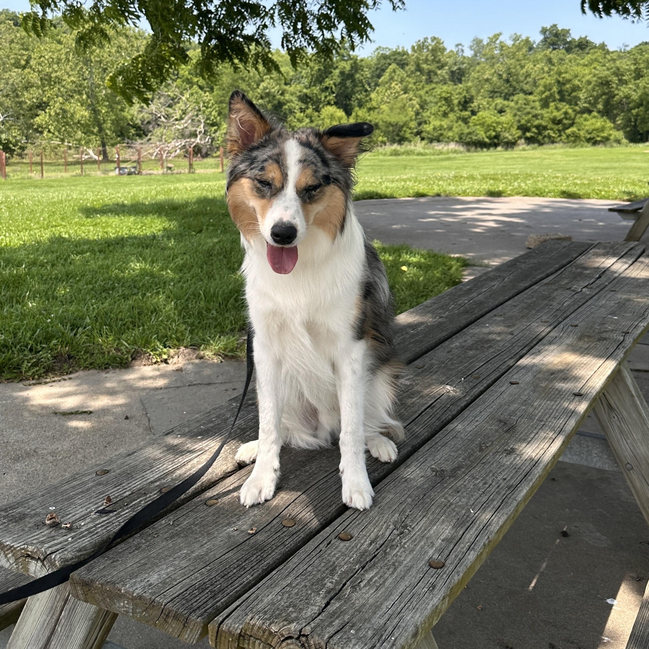 COURTESY POST - Bruno - Kansas City, MO - COURTESY POST, a Adoptable mixed breed in Kansas City, MO image 2/4