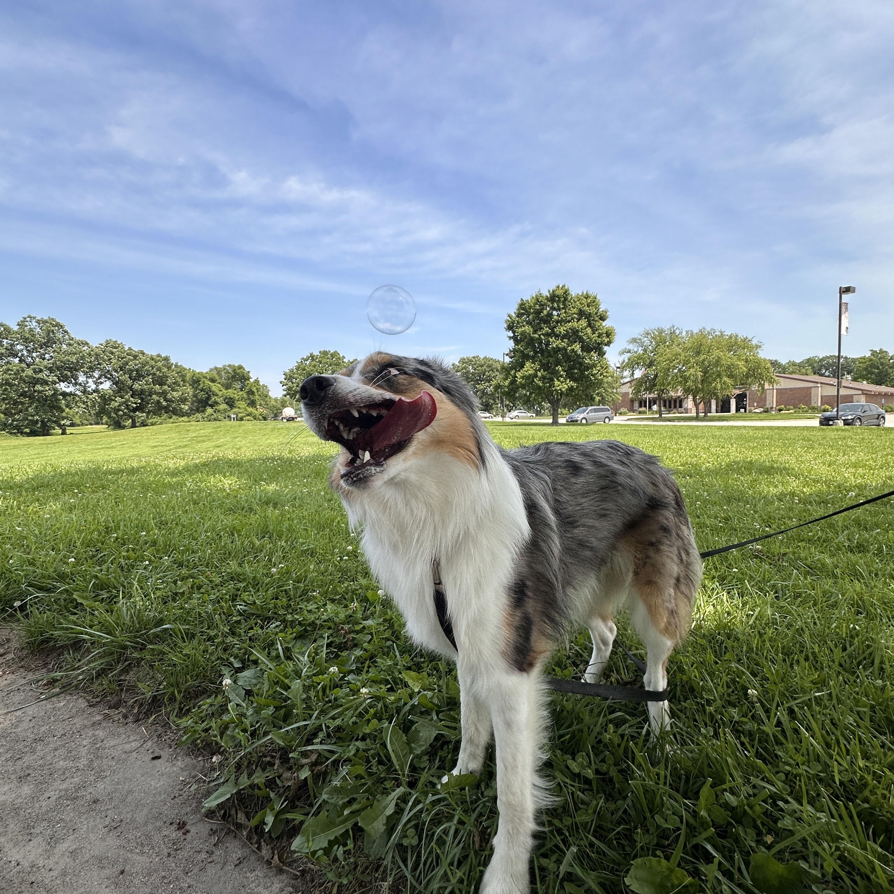 COURTESY POST - Bruno - Kansas City, MO - COURTESY POST, a Adoptable mixed breed in Kansas City, MO image 3/4