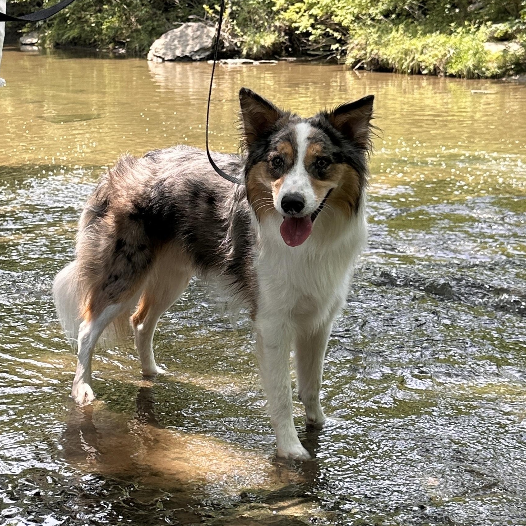 COURTESY POST - Bruno - Kansas City, MO - COURTESY POST