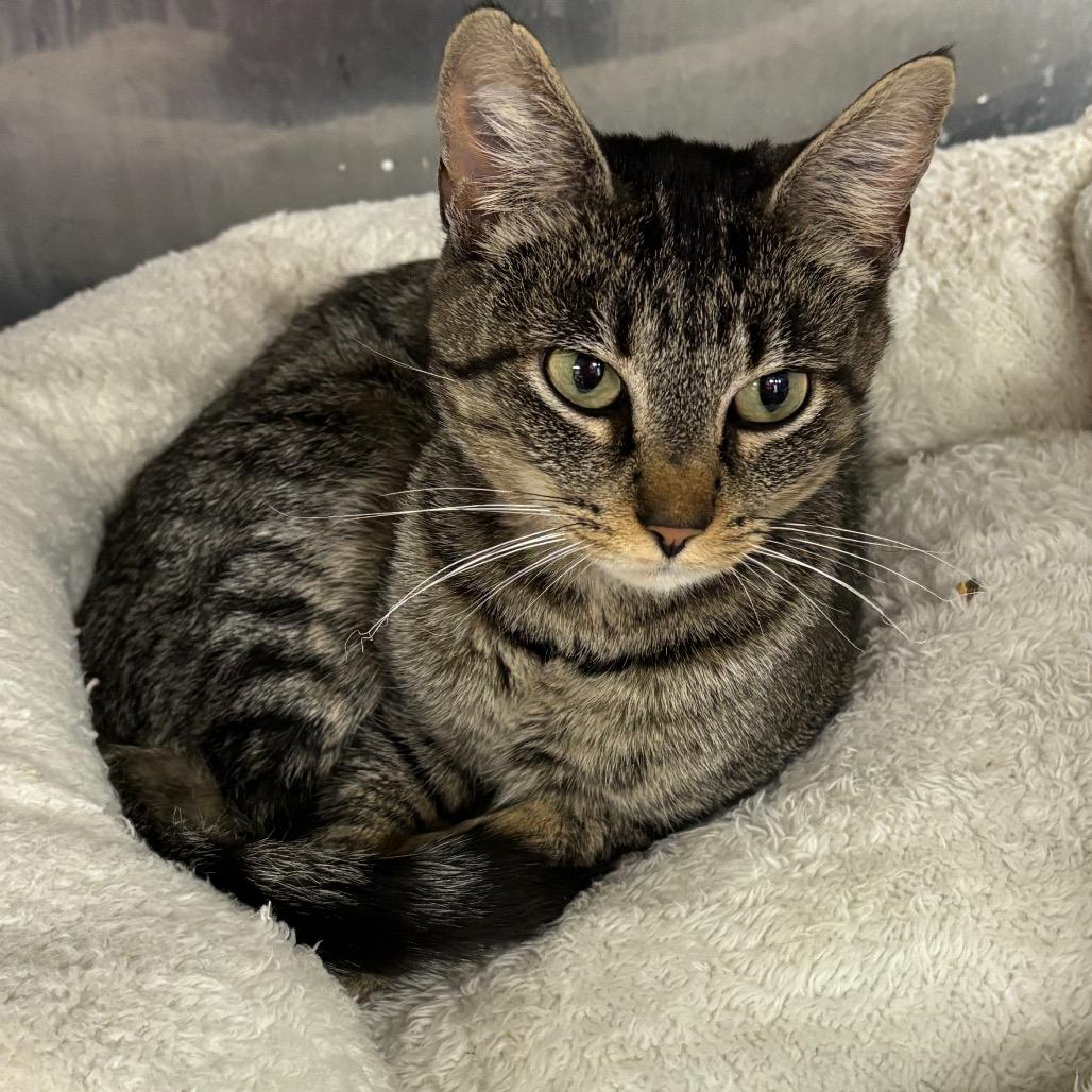 Tawny Tinsel thumbnail 2