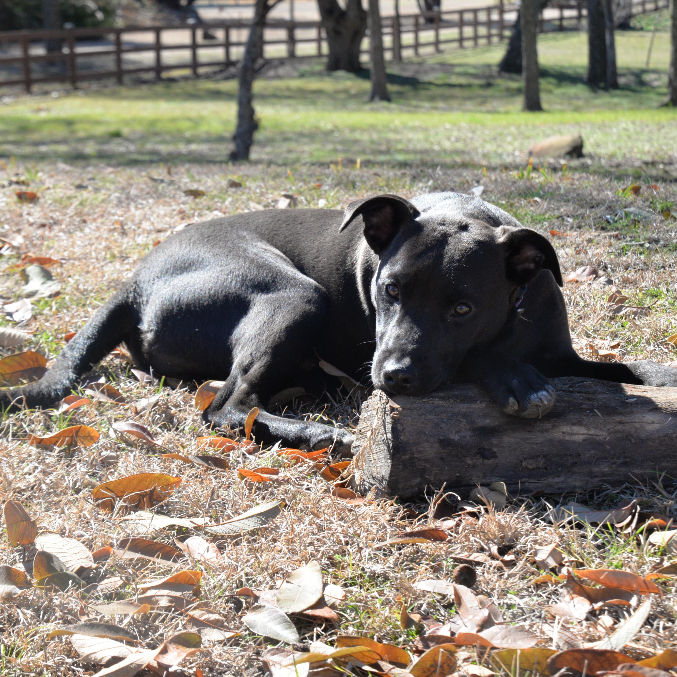 River — thumbnail 4