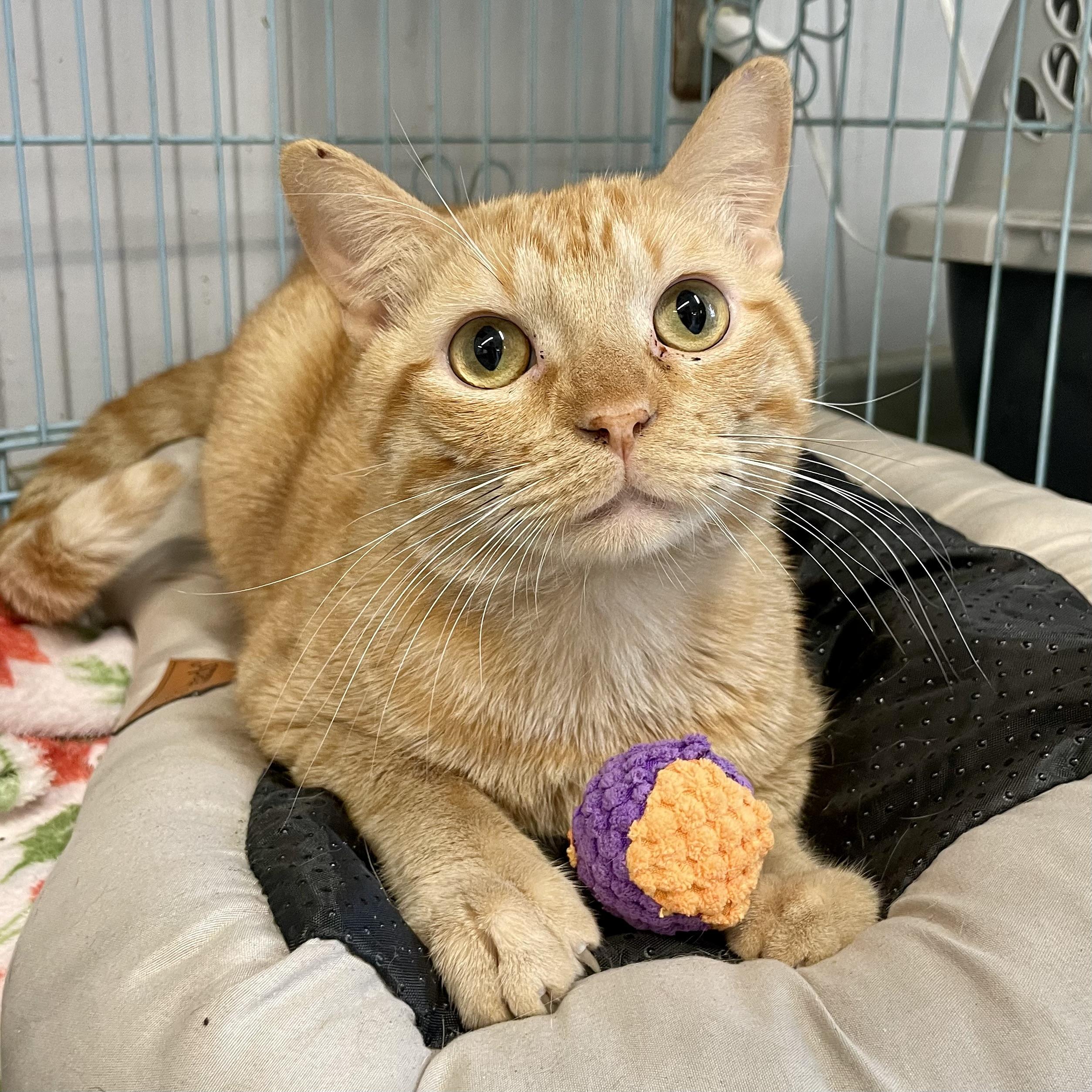 Enlarge Elbow Macaroni, a ADOPTABLE Domestic Short Hair in Plano, TX image 4/5