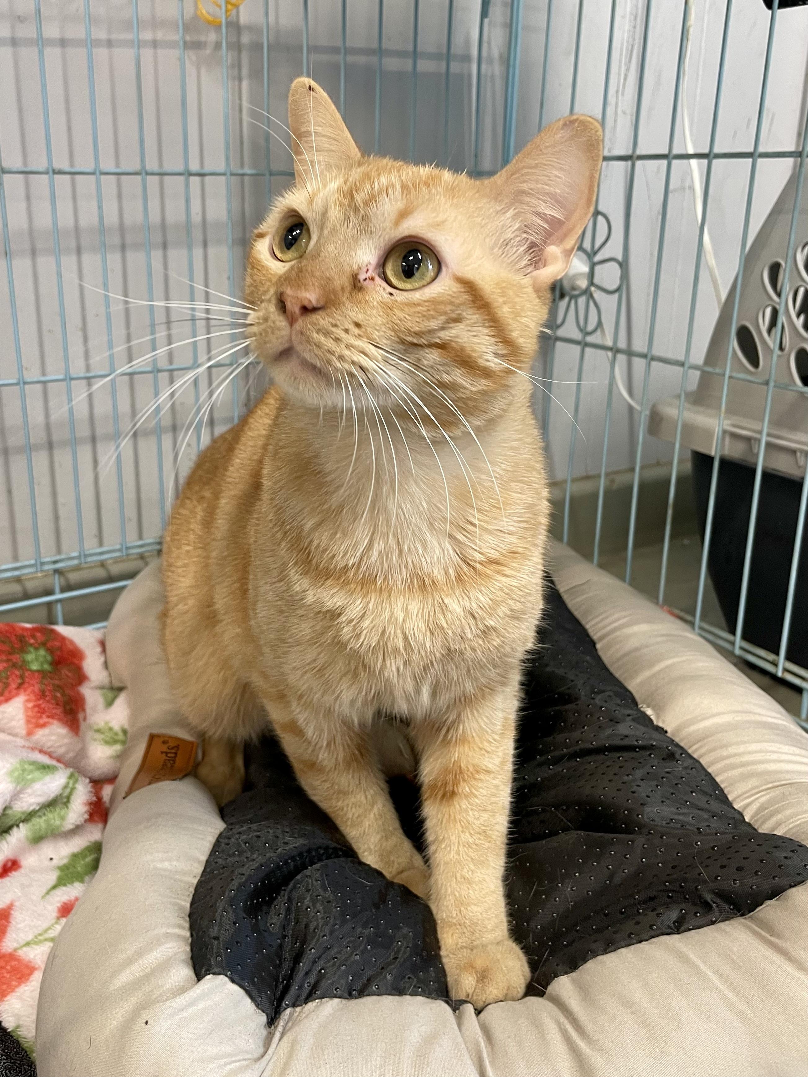 Enlarge Elbow Macaroni, a ADOPTABLE Domestic Short Hair in Plano, TX image 3/5
