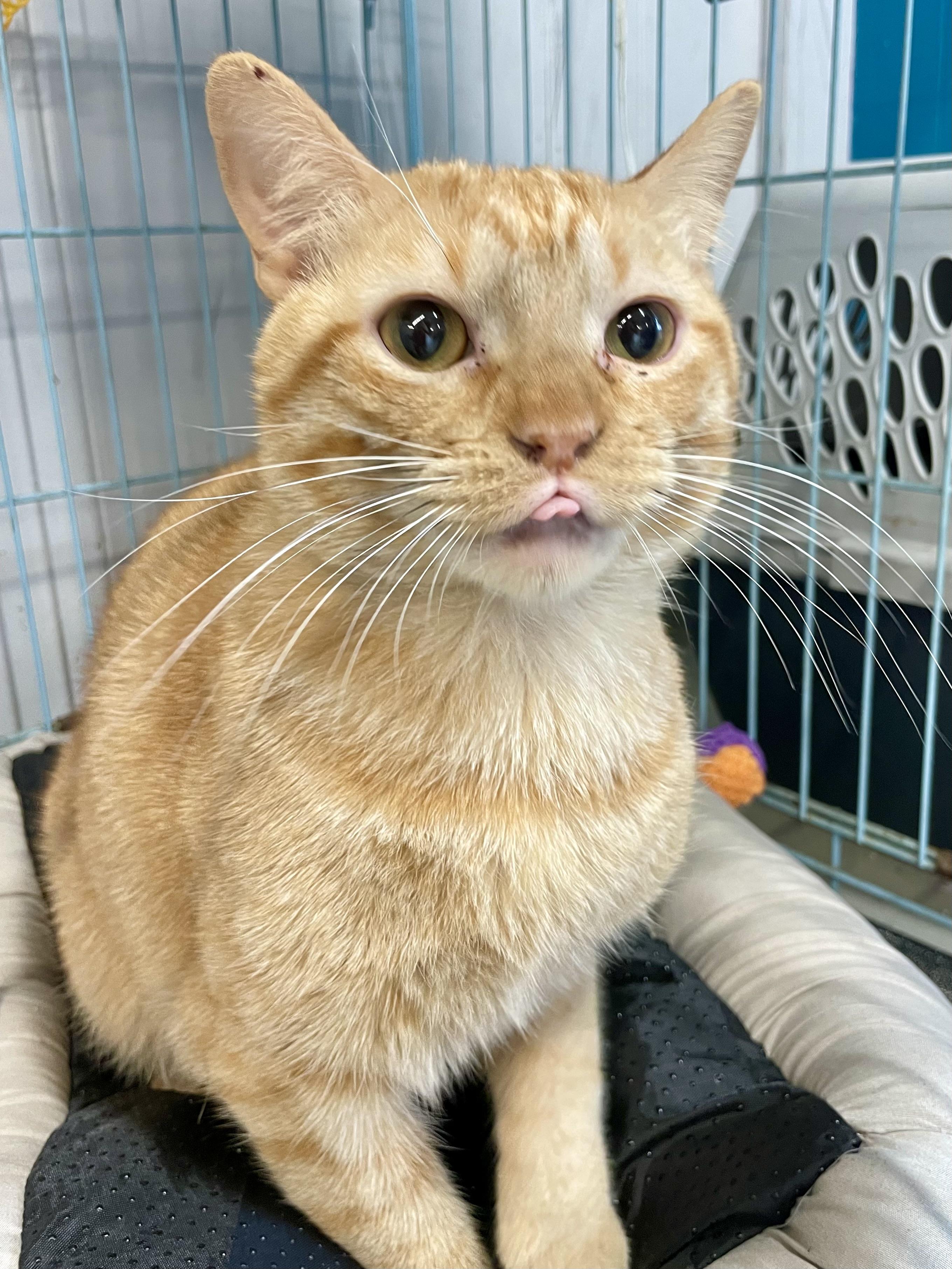 Enlarge Elbow Macaroni, a ADOPTABLE Domestic Short Hair in Plano, TX image 2/5