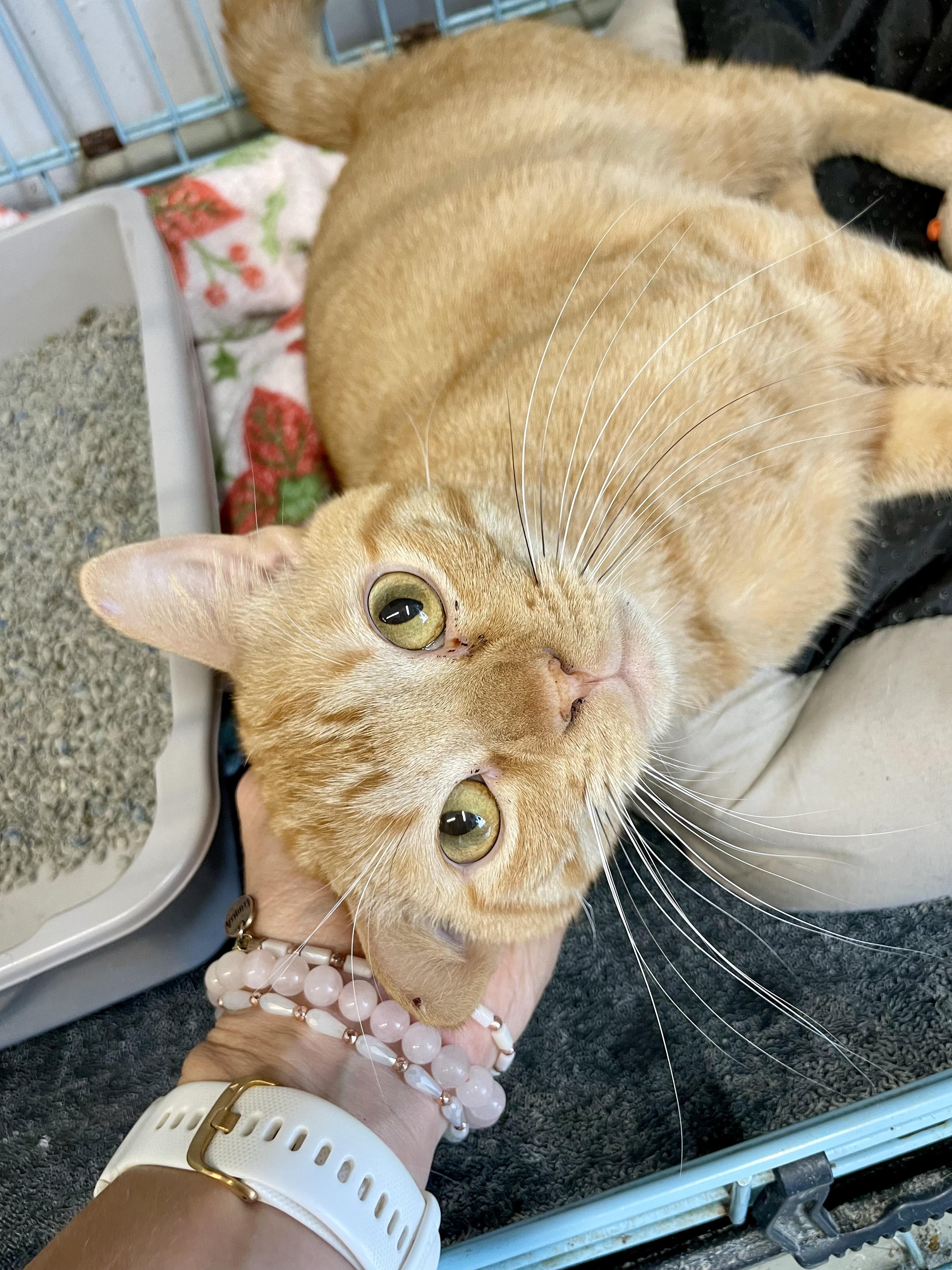 Enlarge Elbow Macaroni, a ADOPTABLE Domestic Short Hair in Plano, TX image 5/5