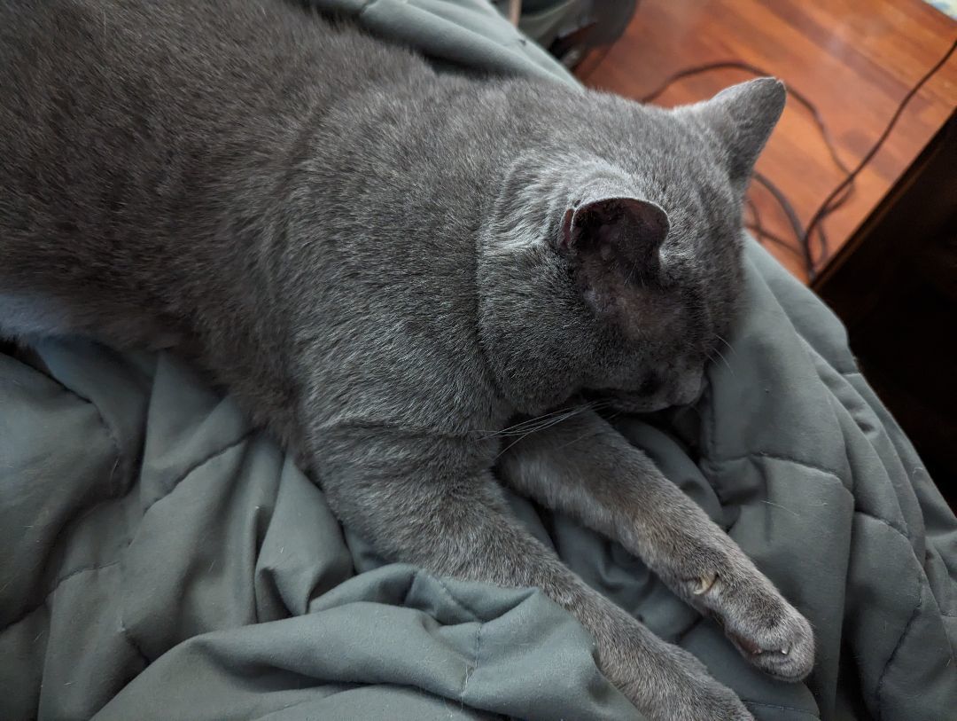 Carbon, Adopted, Adult Male Russian Blue.