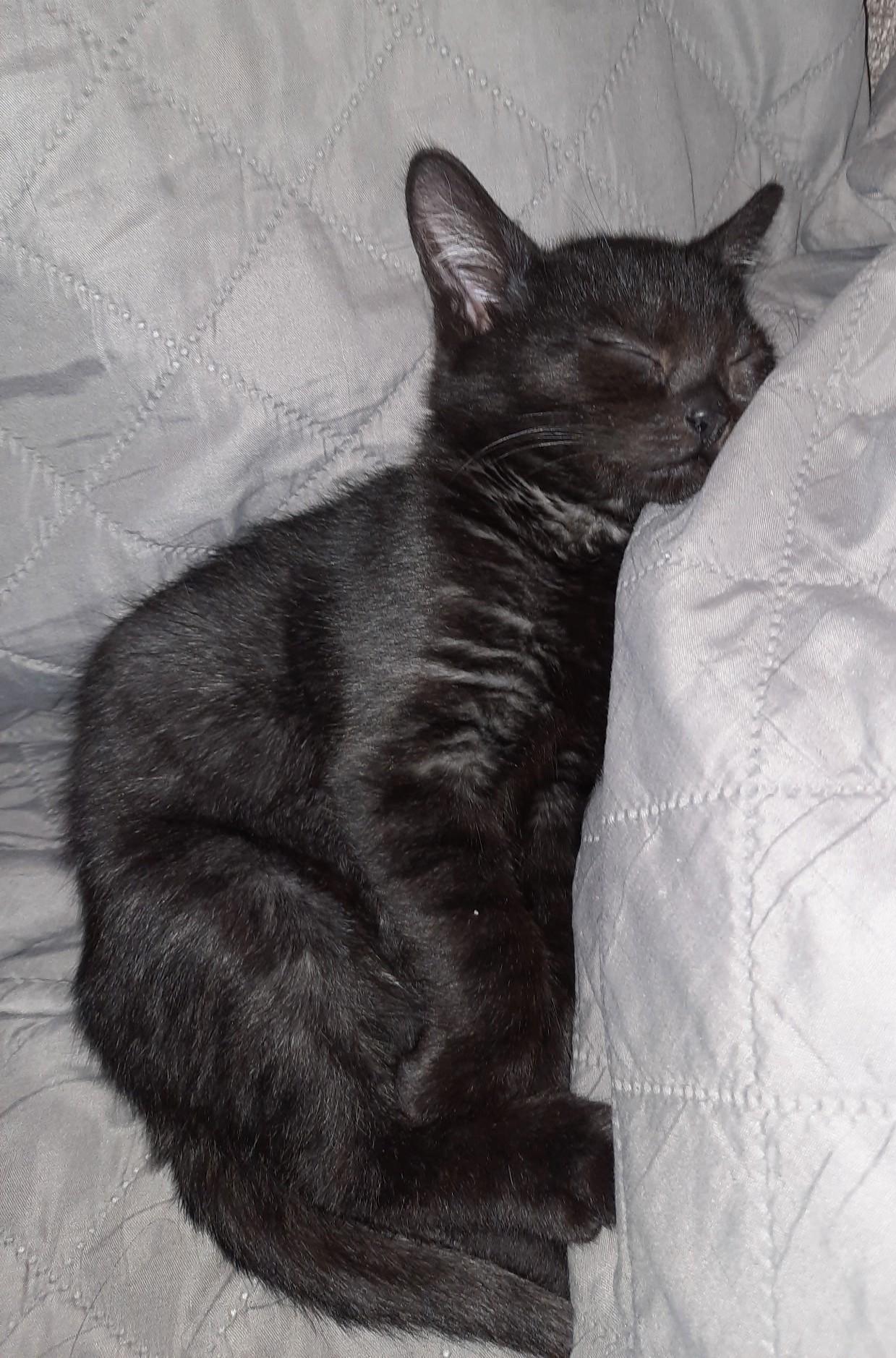 Felix, an adopted mixed breed in Mendham, NJ image 1/3