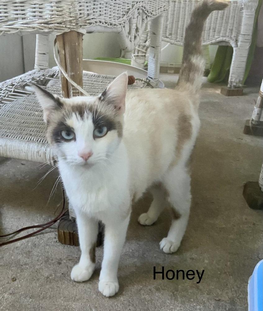 Honey, Adoptable, Adult Female Siamese.