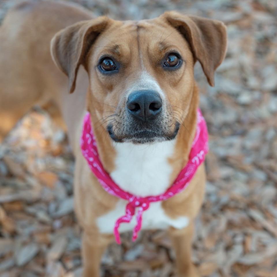 Enlarge Ginger, a Adoptable Mixed Breed in Milton, FL image 1/6