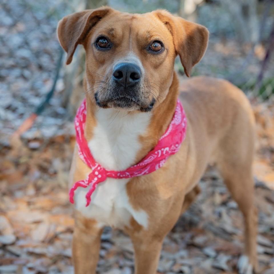 Enlarge Ginger, a Adoptable Mixed Breed in Milton, FL image 3/6