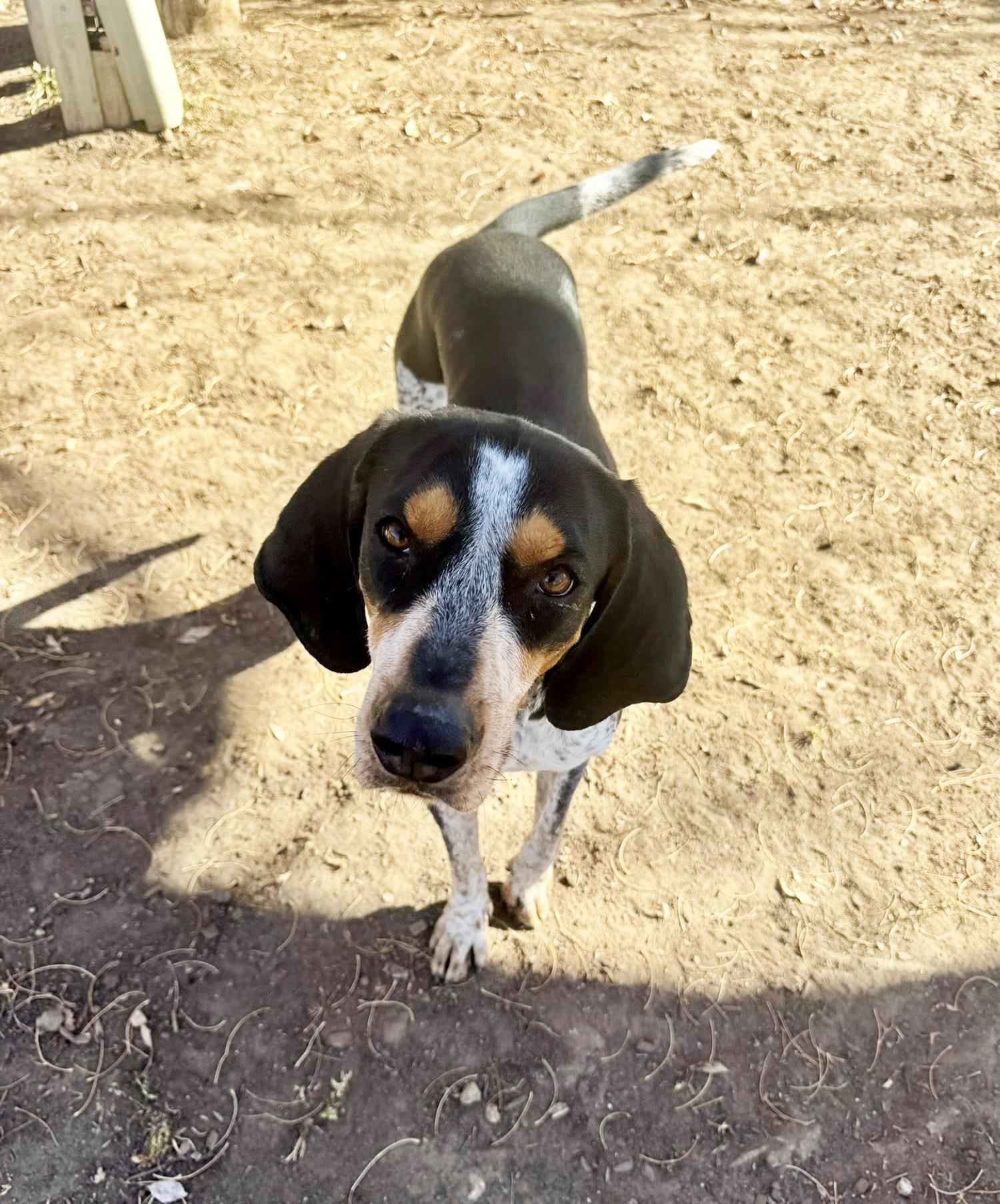 Wyatt, ADOPTABLE, Young Male Bluetick Coonhound.
