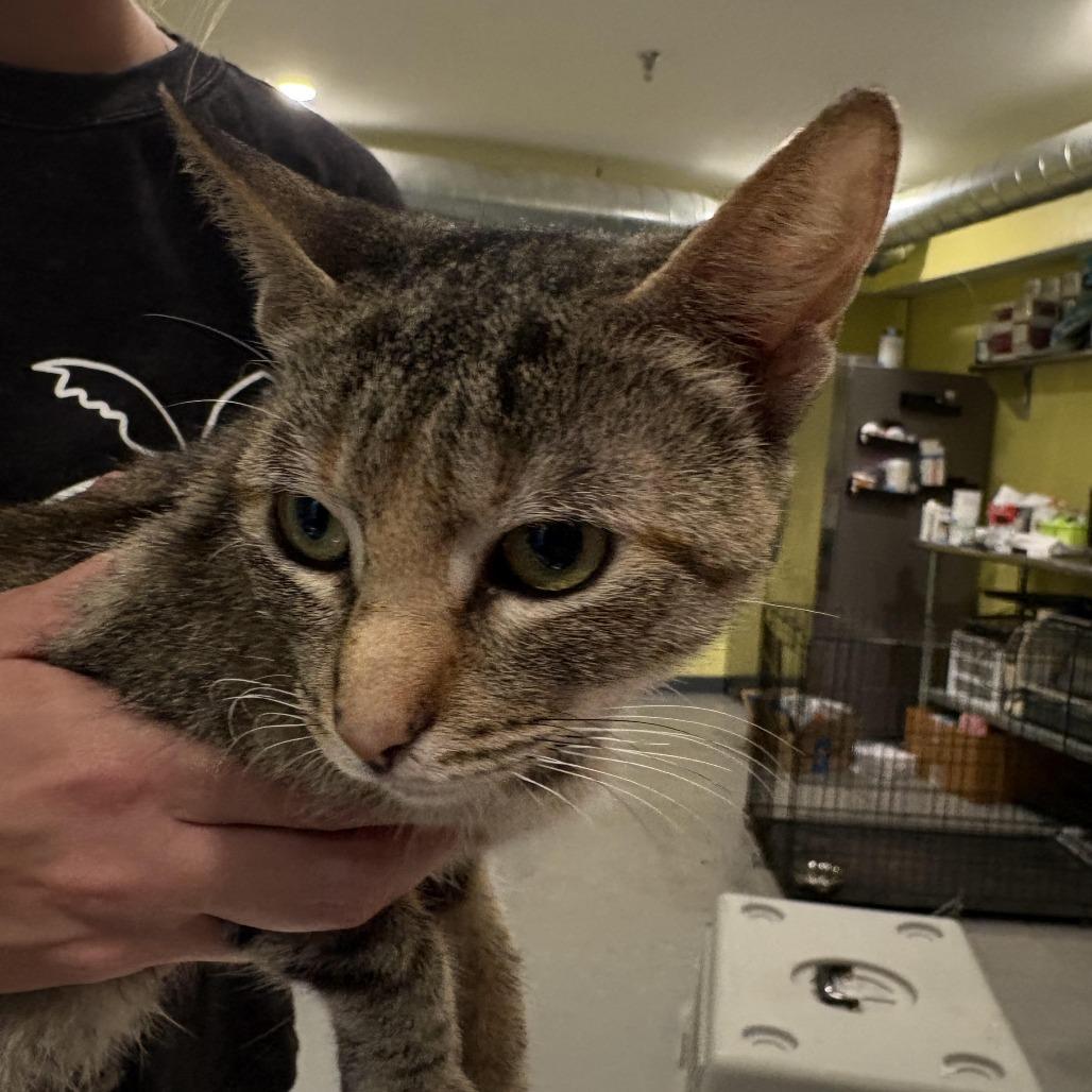 Enlarge FFS-Stray-94547, a Adoptable Domestic Short Hair in West Des Moines, IA image 1/1