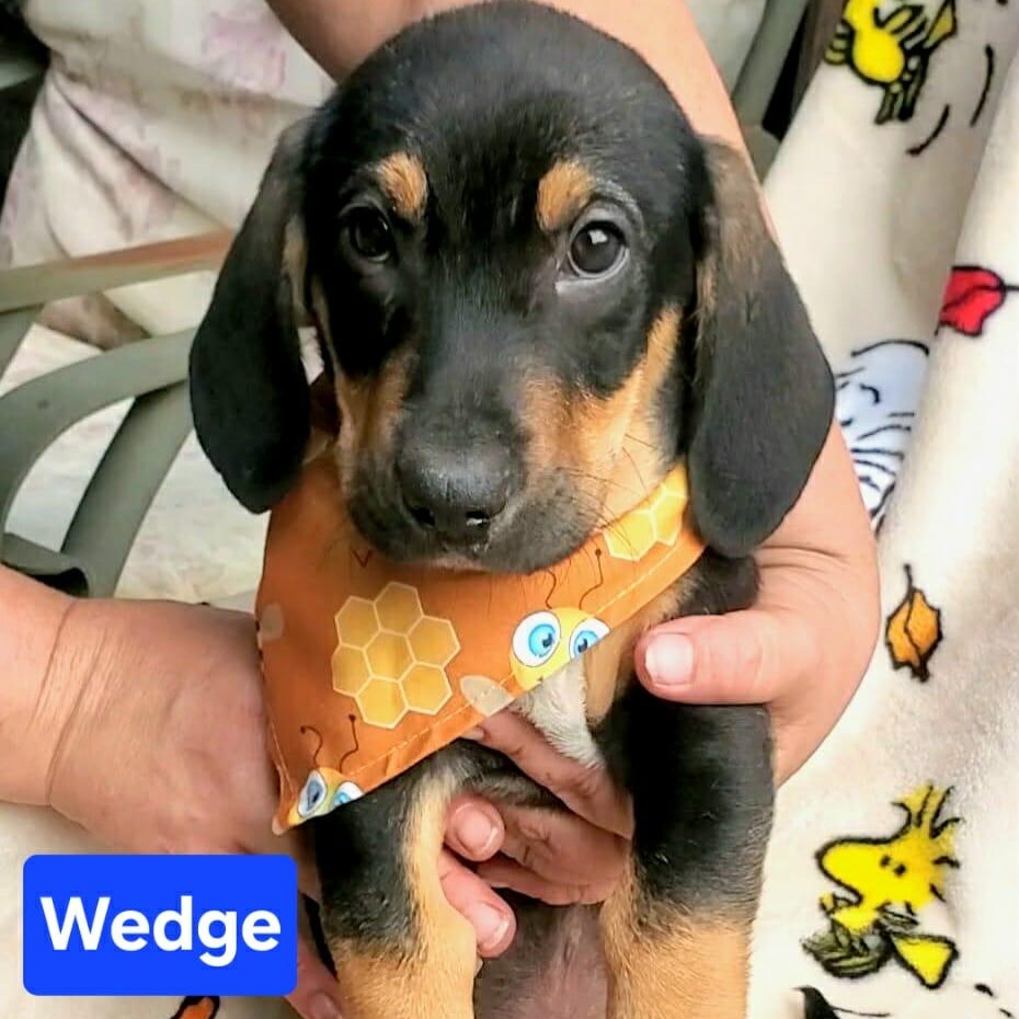 Wedge
