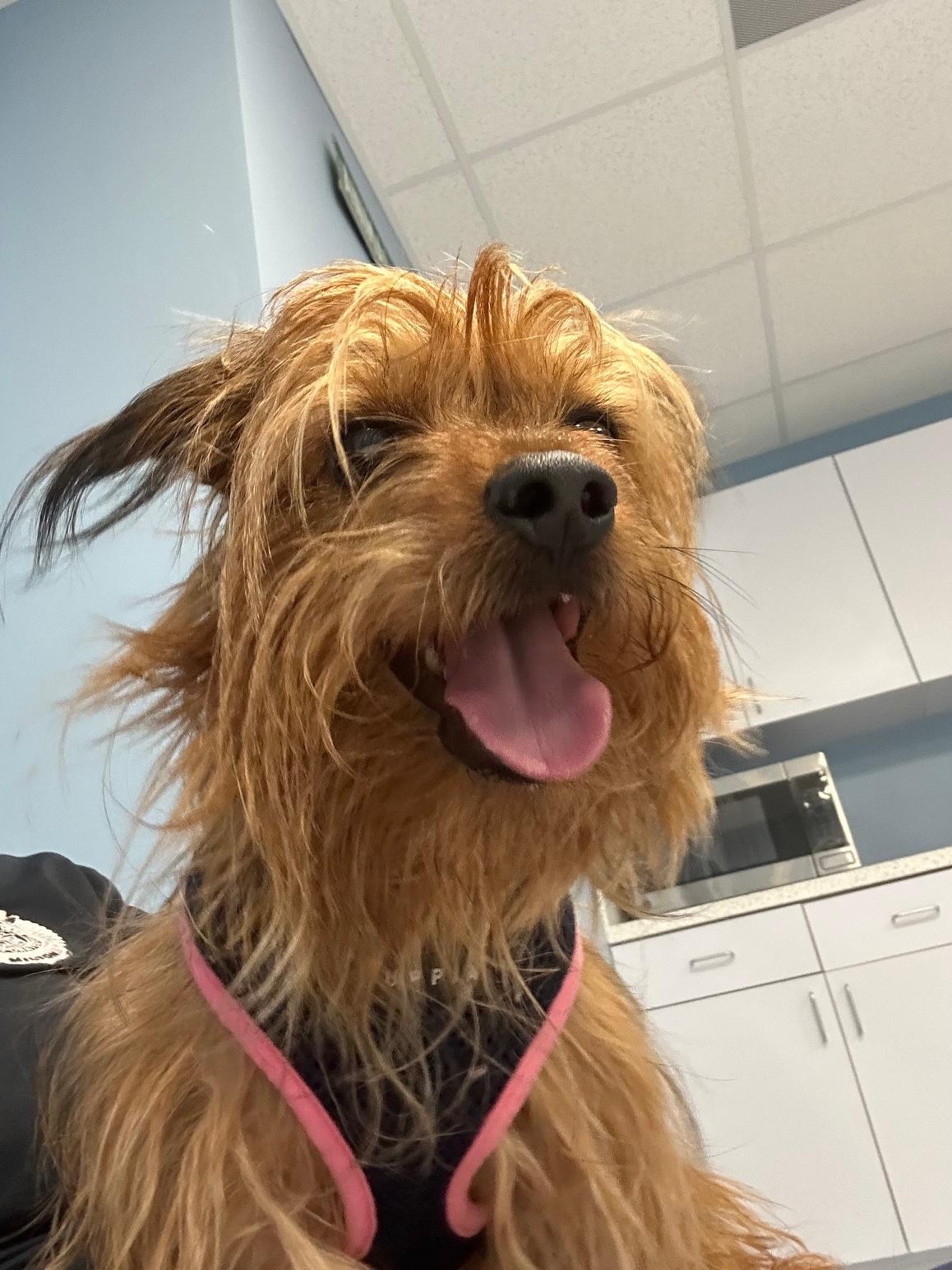 Alistair Cookie, Adoptable, Adult Male Mixed Breed.