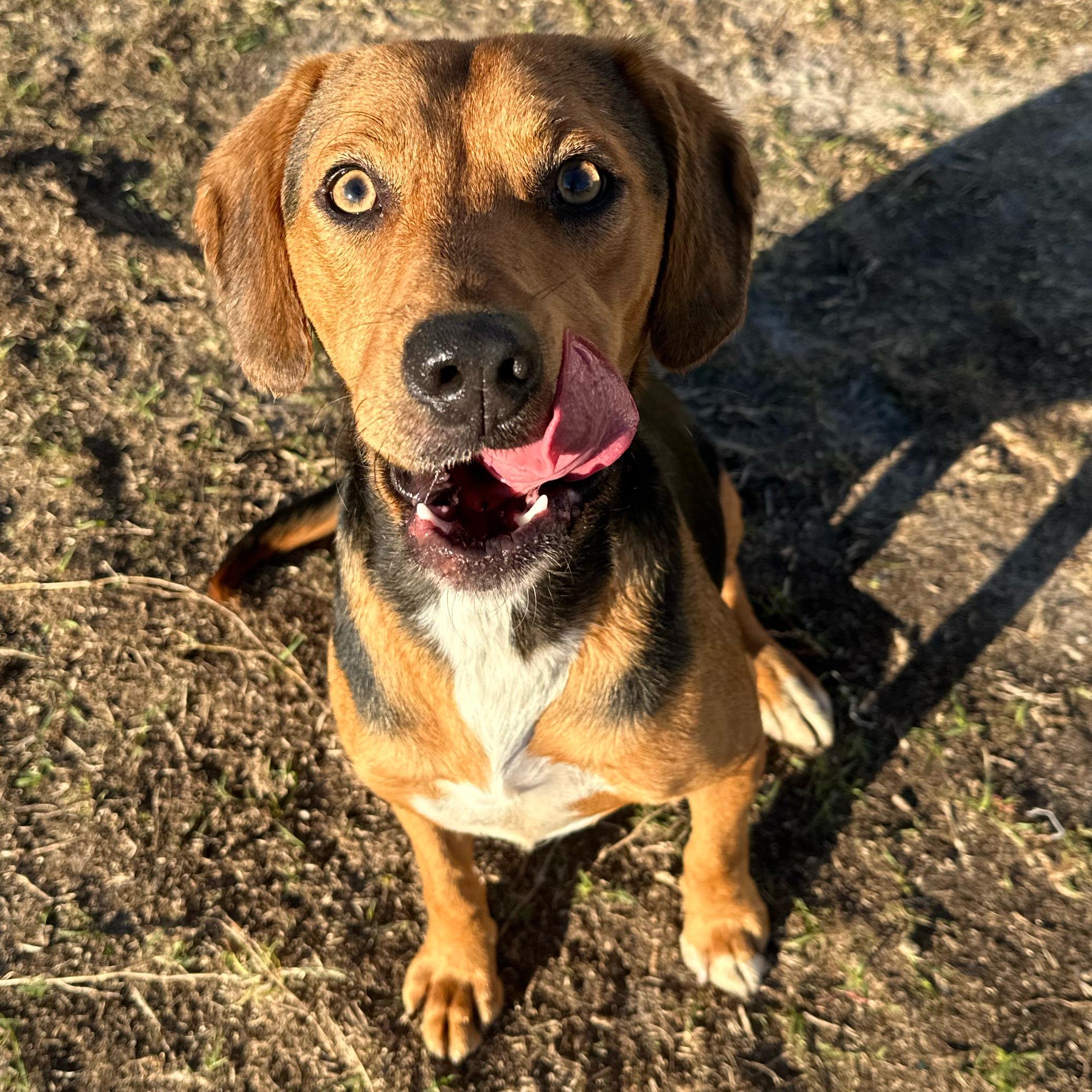 Contigo, ADOPTABLE, Young Male Beagle.