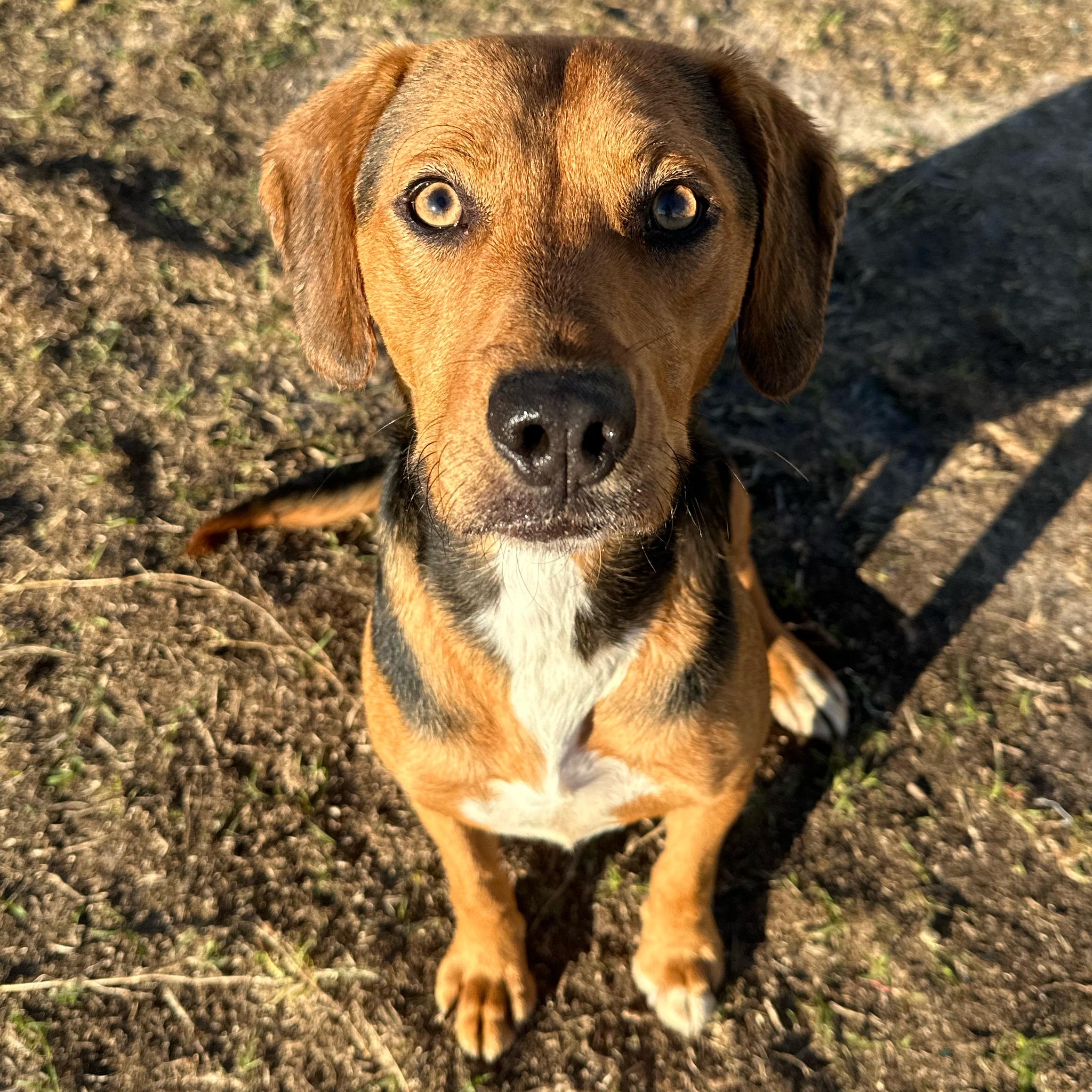 Contigo, a ADOPTABLE mixed breed in Valdosta, GA image 2/2