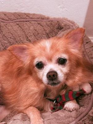 Perfect, ADOPTABLE, Senior Female Chihuahua.