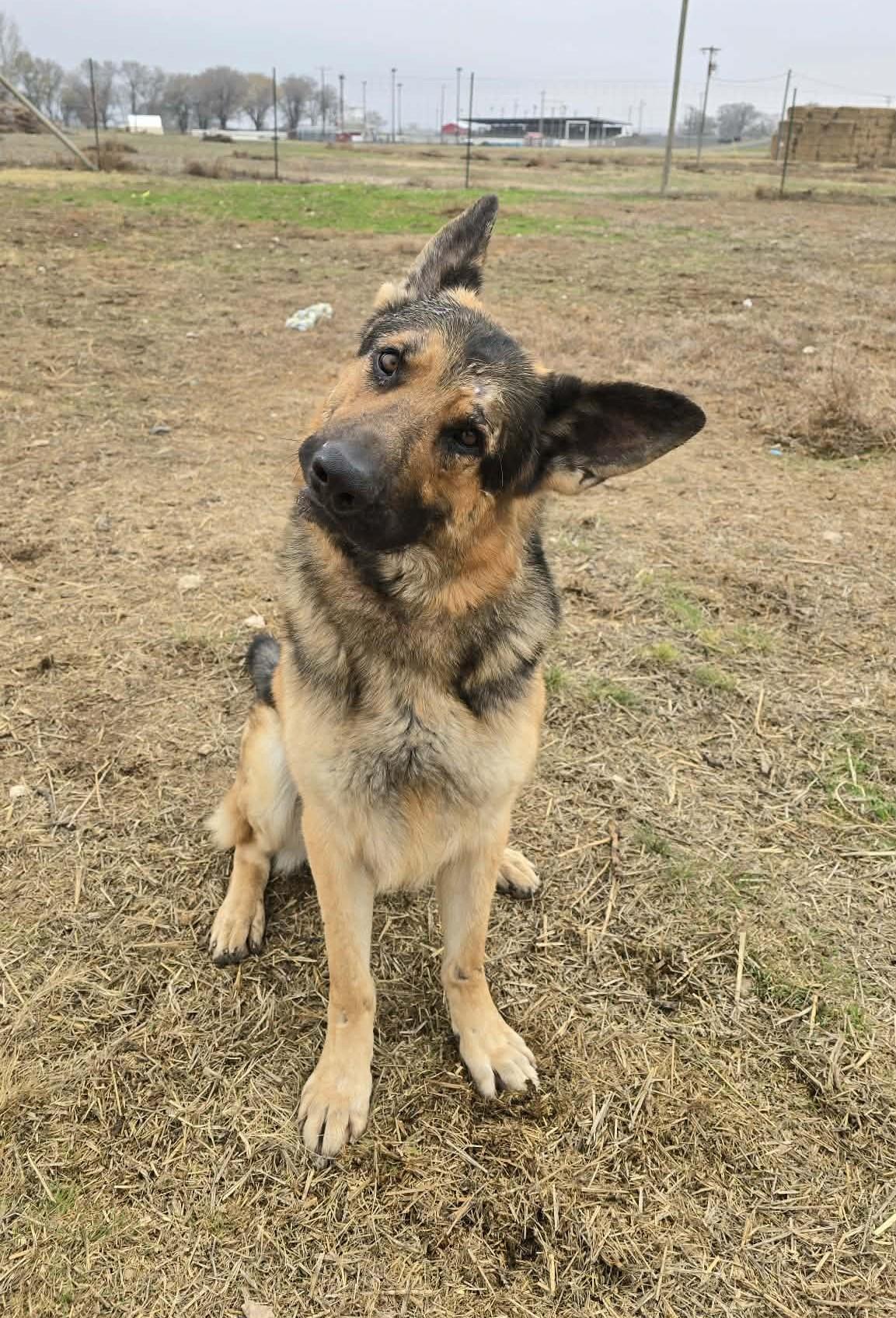 Leonic, Adoptable, Adult Male German Shepherd Dog.