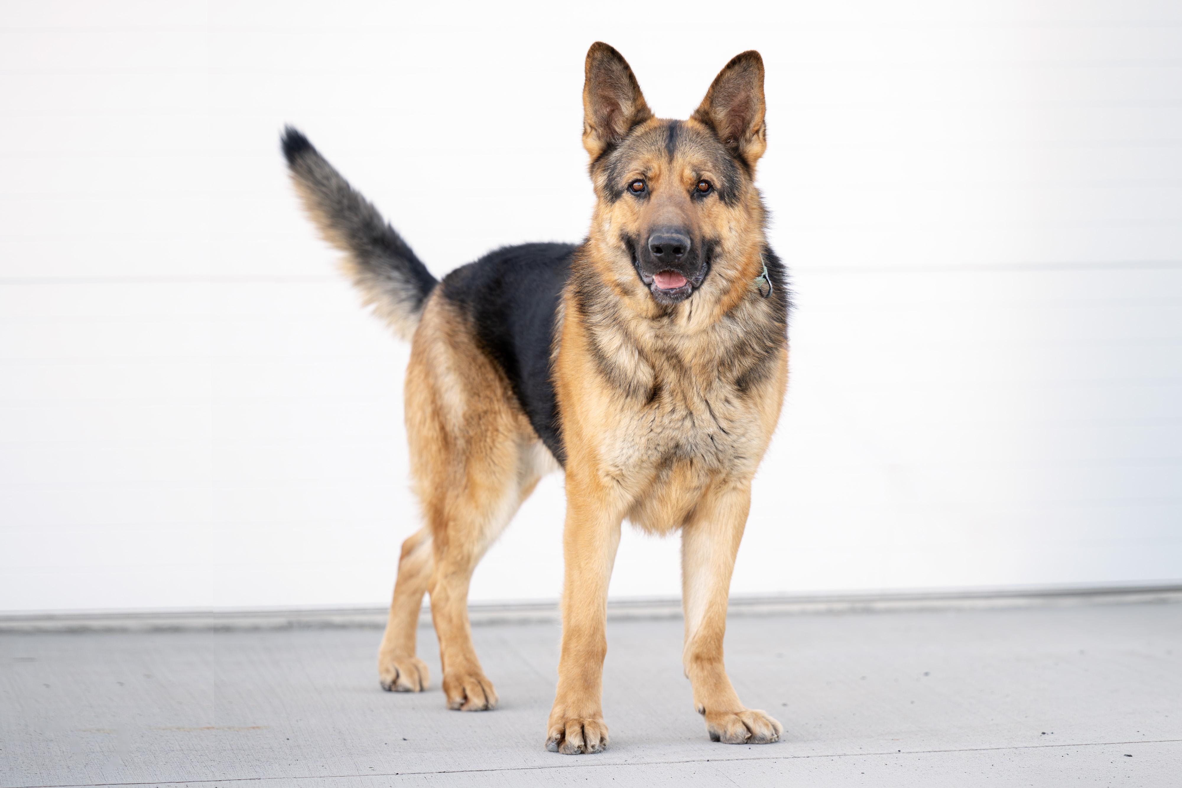 Enlarge Leonic, a Adoptable German Shepherd Dog in Othello, WA image 2/5
