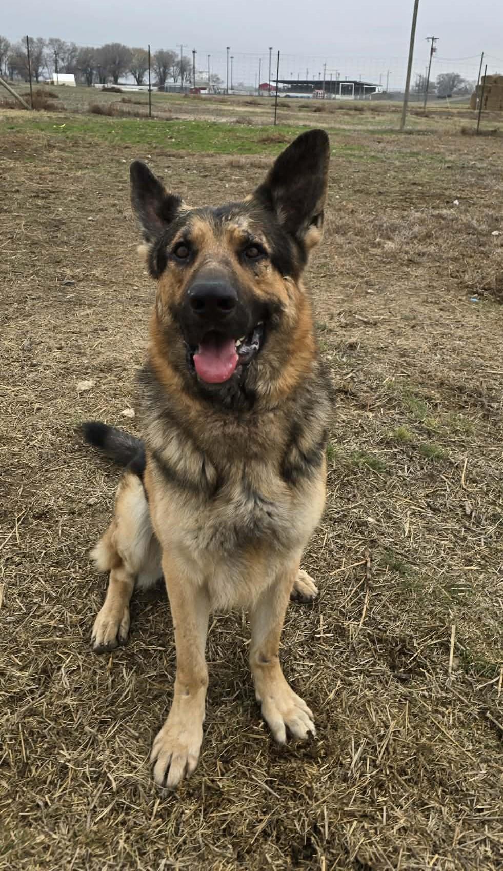 Enlarge Leonic, a Adoptable German Shepherd Dog in Othello, WA image 3/5