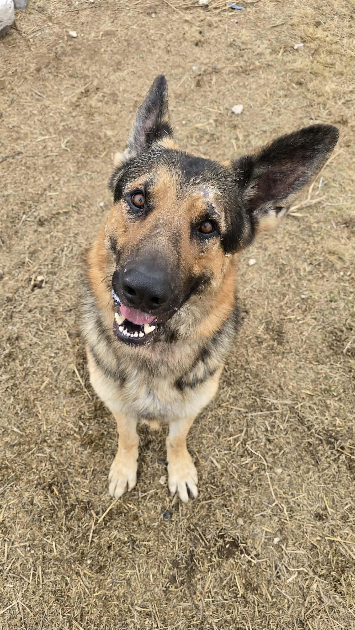 Enlarge Leonic, a Adoptable German Shepherd Dog in Othello, WA image 4/5