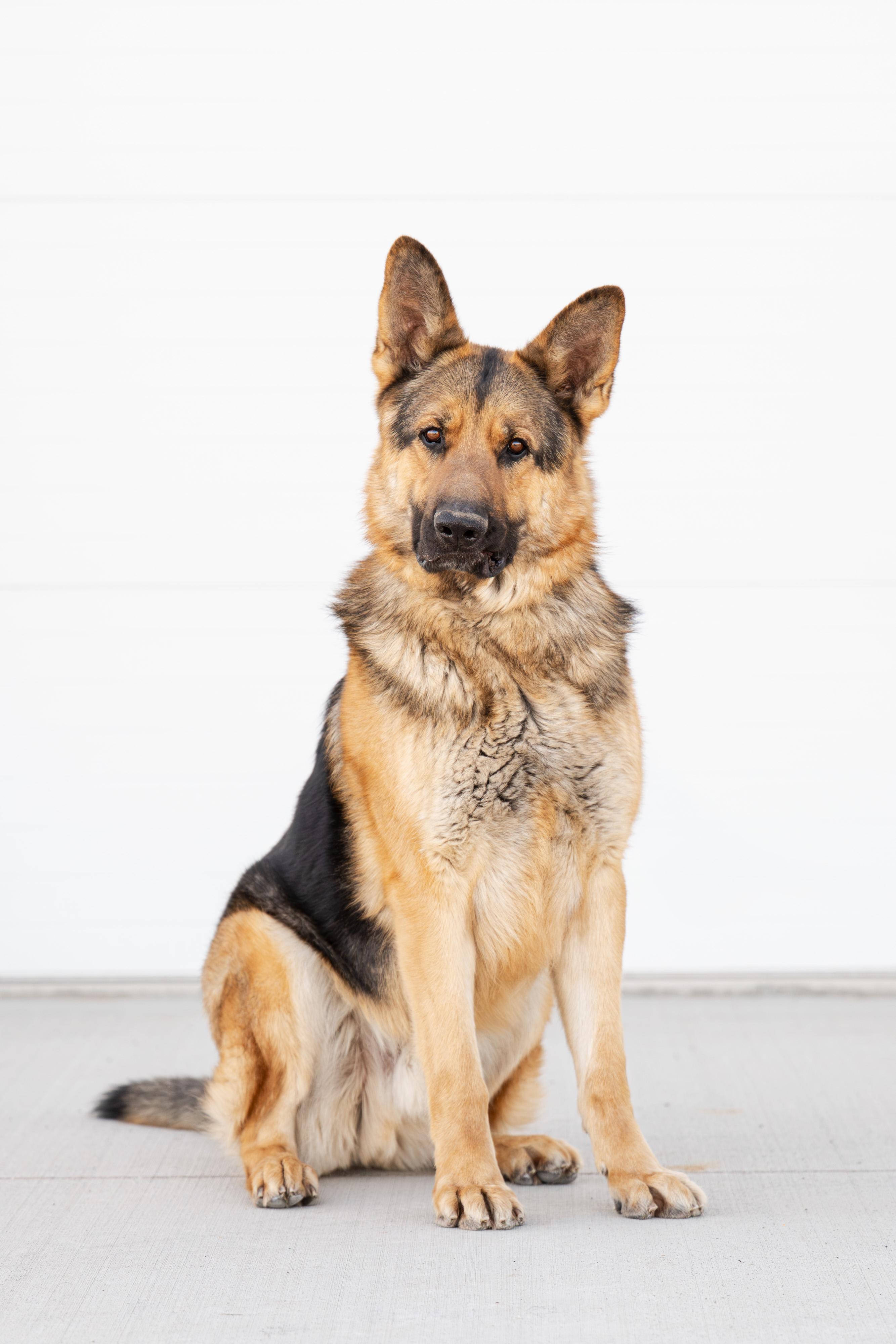 Enlarge Leonic, a Adoptable German Shepherd Dog in Othello, WA image 3/5