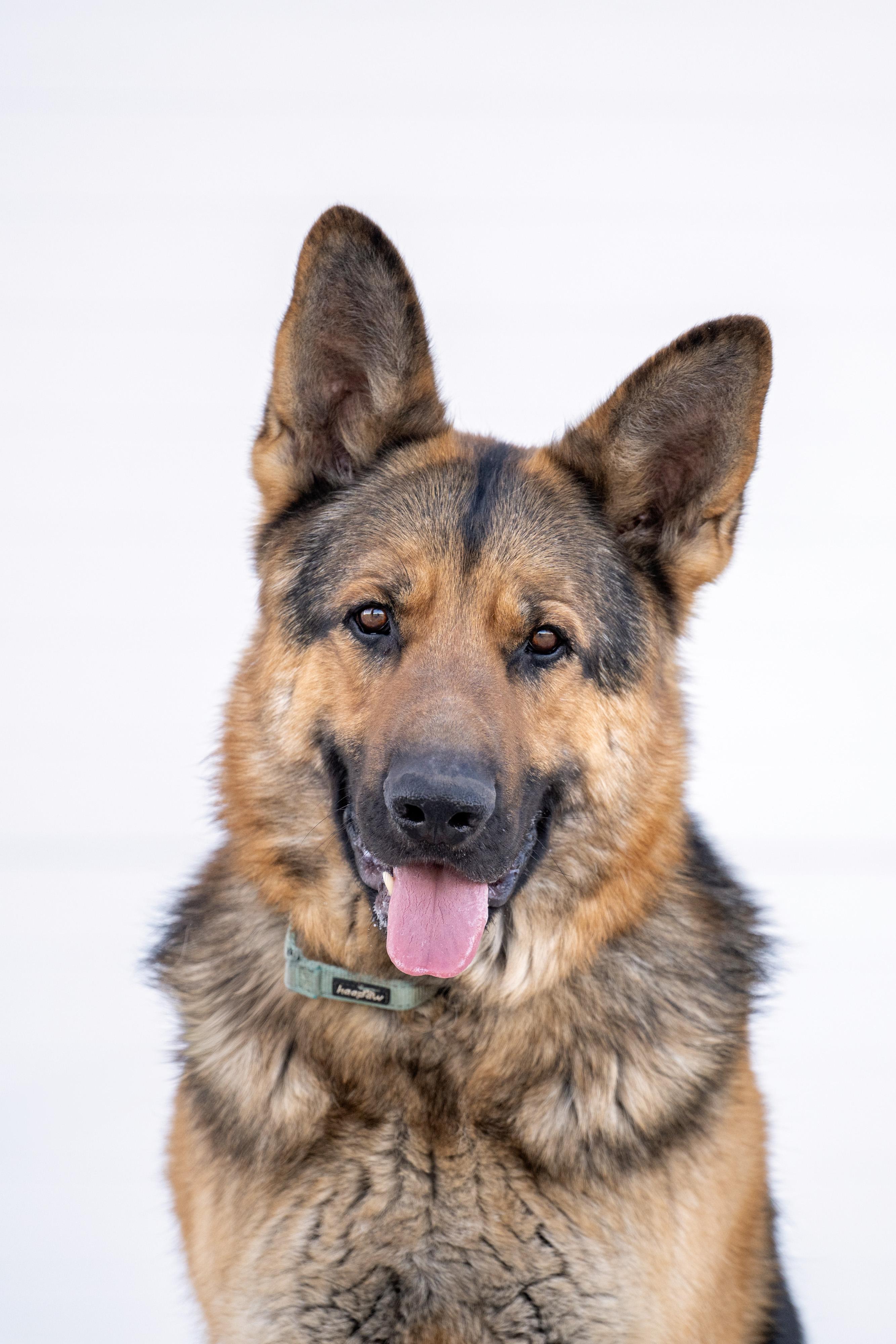 Leonic, Adoptable, Adult Male German Shepherd Dog.