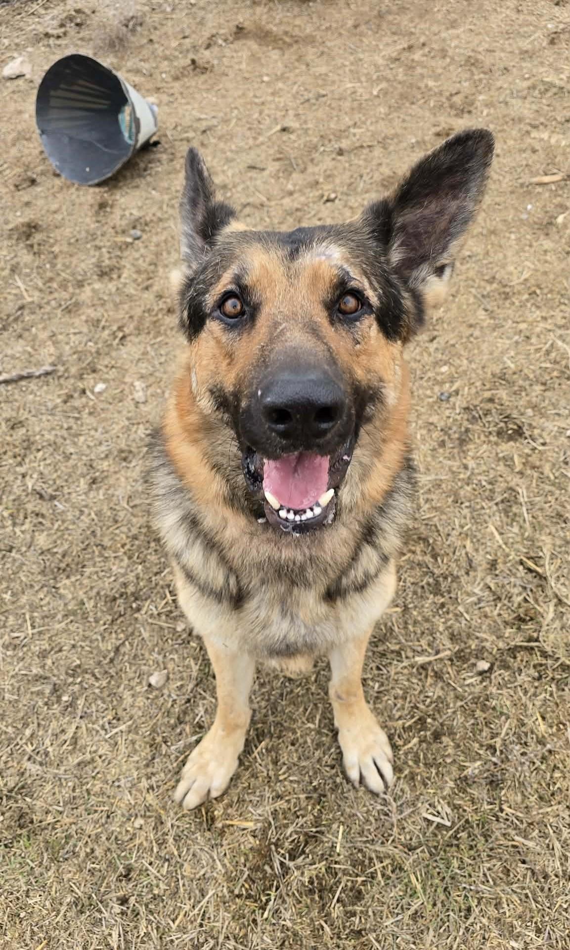Enlarge Leonic, a Adoptable German Shepherd Dog in Othello, WA image 5/5