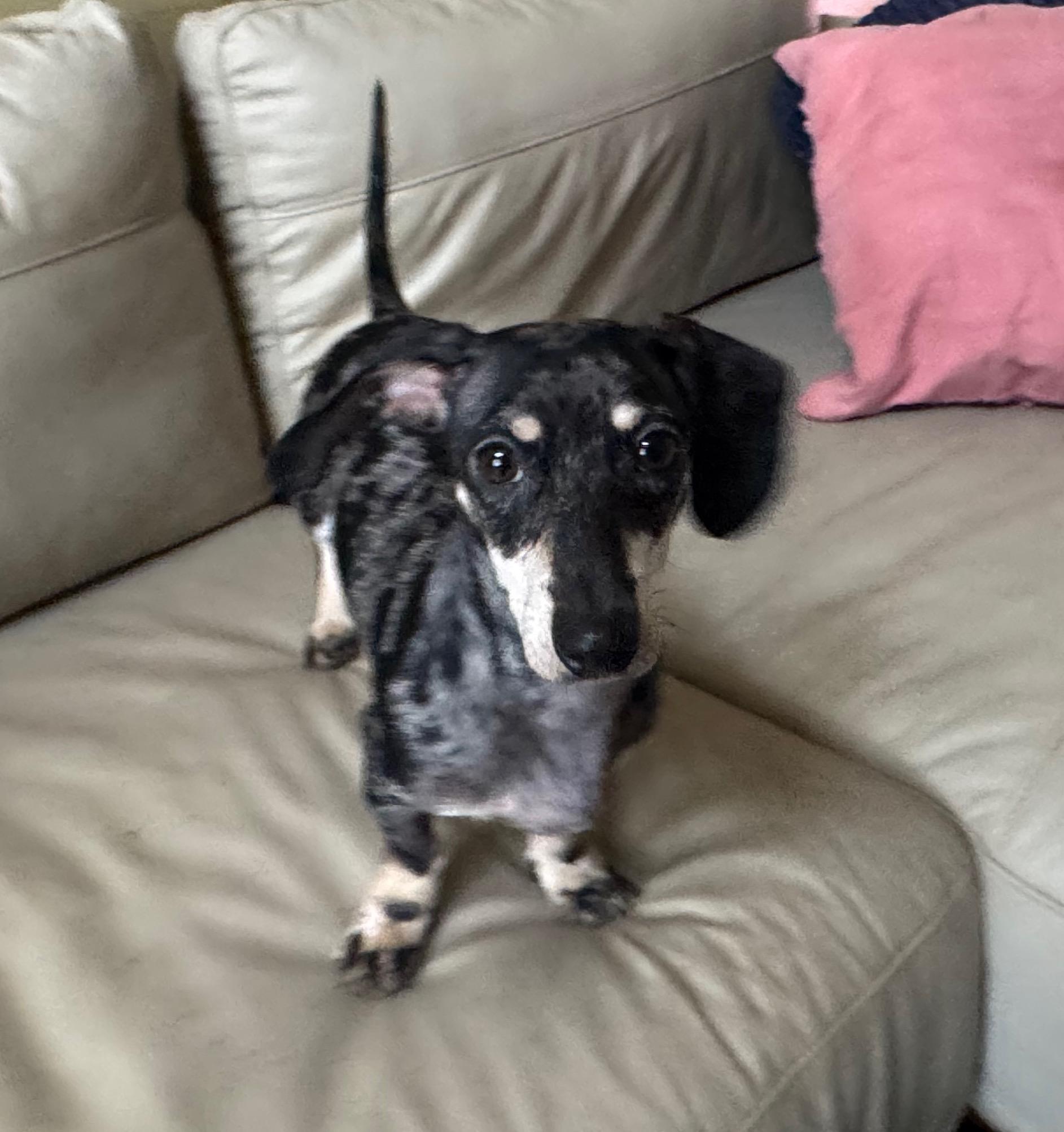 Enlarge Max the Dox, a Adoptable Dachshund in Richmond, KY image 1/2