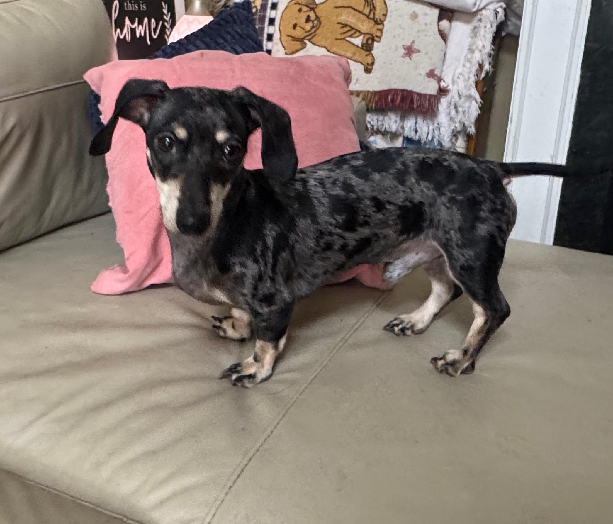 Enlarge Max the Dox, a Adoptable Dachshund in Richmond, KY image 2/2