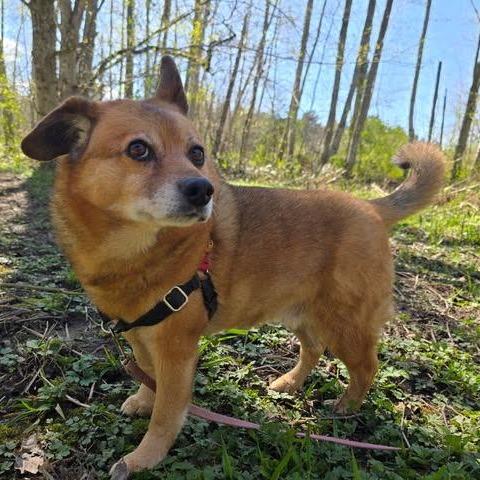 Sudder, a Adoptable mixed breed in Bellingham, WA image 2/3