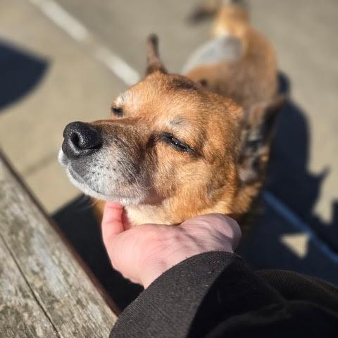 Sudder, a Adoptable mixed breed in Bellingham, WA image 3/3