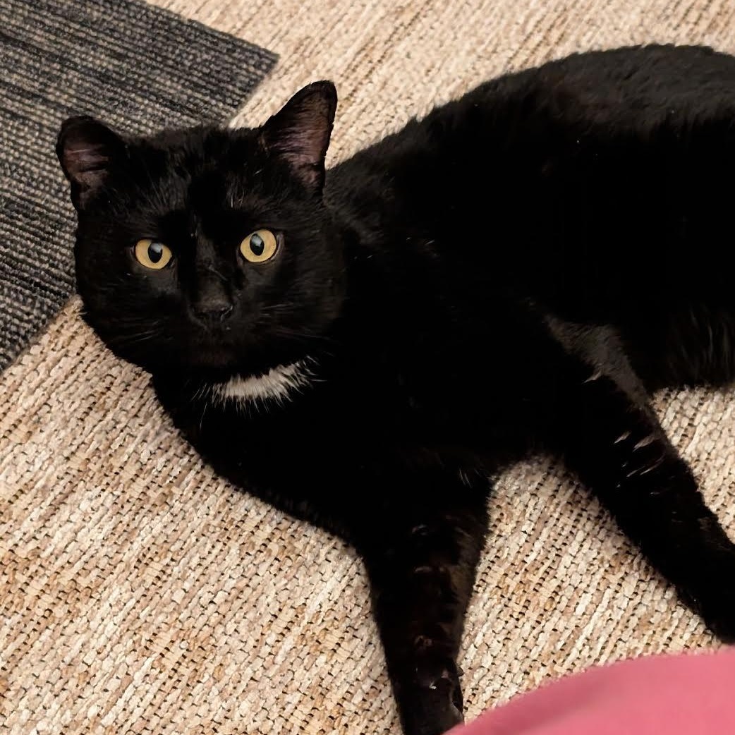 Enlarge Saul, a Adoptable Domestic Short Hair in Plymouth, MN image 2/6