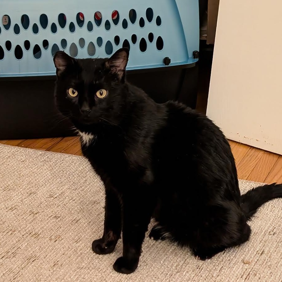 Enlarge Saul, a Adoptable Domestic Short Hair in Plymouth, MN image 6/6