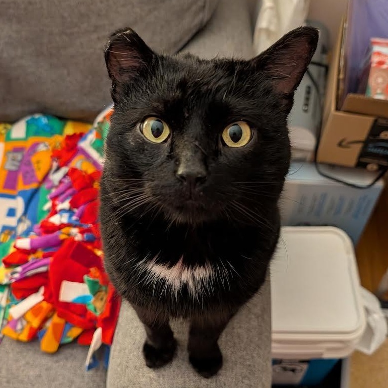 Enlarge Saul, a Adoptable Domestic Short Hair in Plymouth, MN image 1/6
