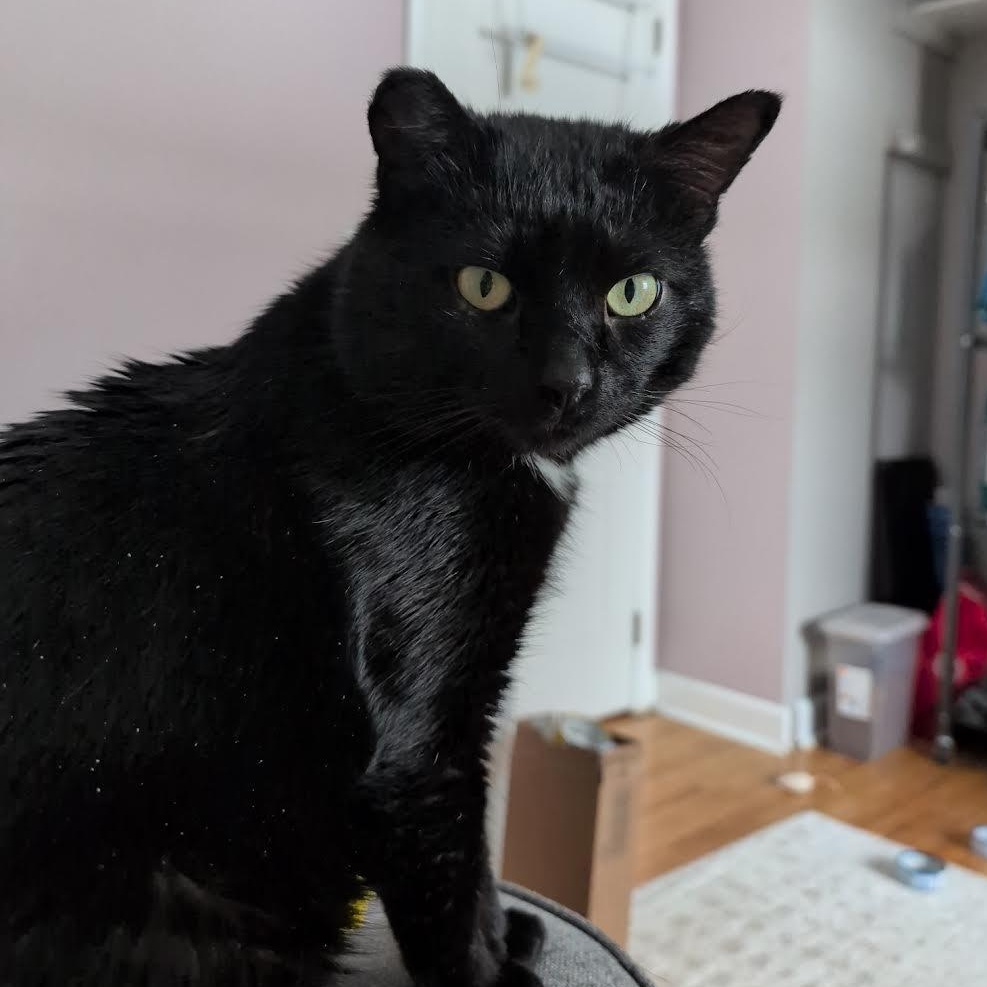 Enlarge Saul, a Adoptable Domestic Short Hair in Plymouth, MN image 4/6