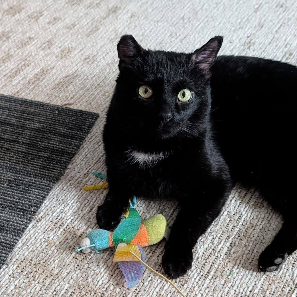 Enlarge Saul, a Adoptable Domestic Short Hair in Plymouth, MN image 3/6