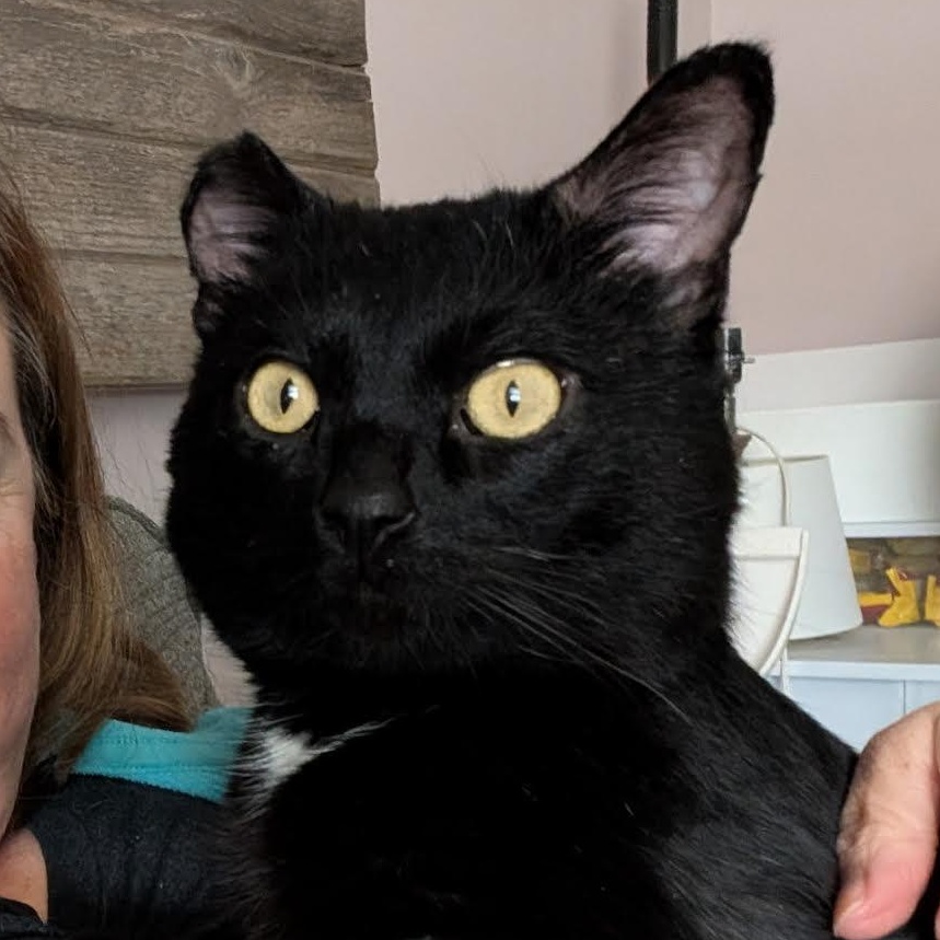 Enlarge Saul, a Adoptable Domestic Short Hair in Plymouth, MN image 5/6