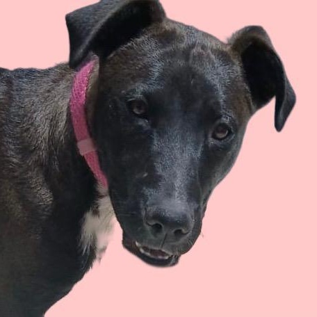 Apricot, Adoptable, Young Female Black Labrador Retriever.