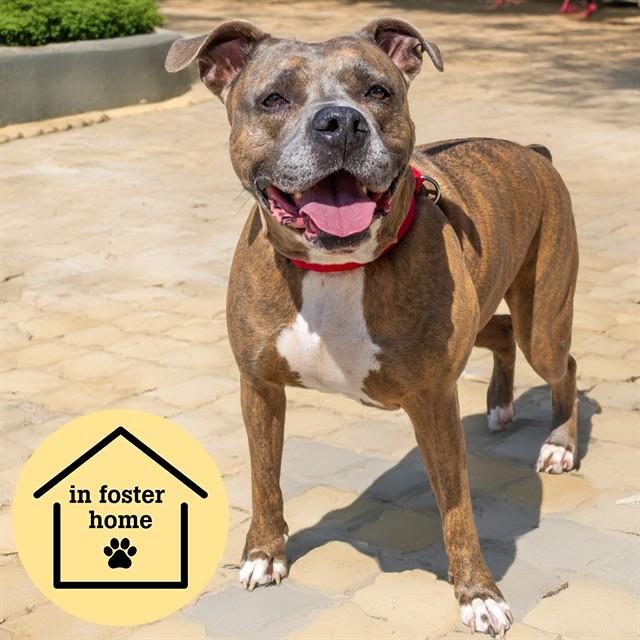 PAISLEY, Adoptable, Adult Female Pit Bull Terrier & Mixed Breed.