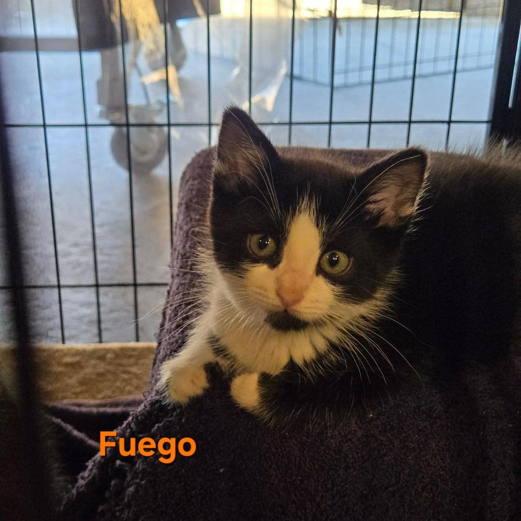 Fuego, Adoptable, Kitten Male Domestic Short Hair.