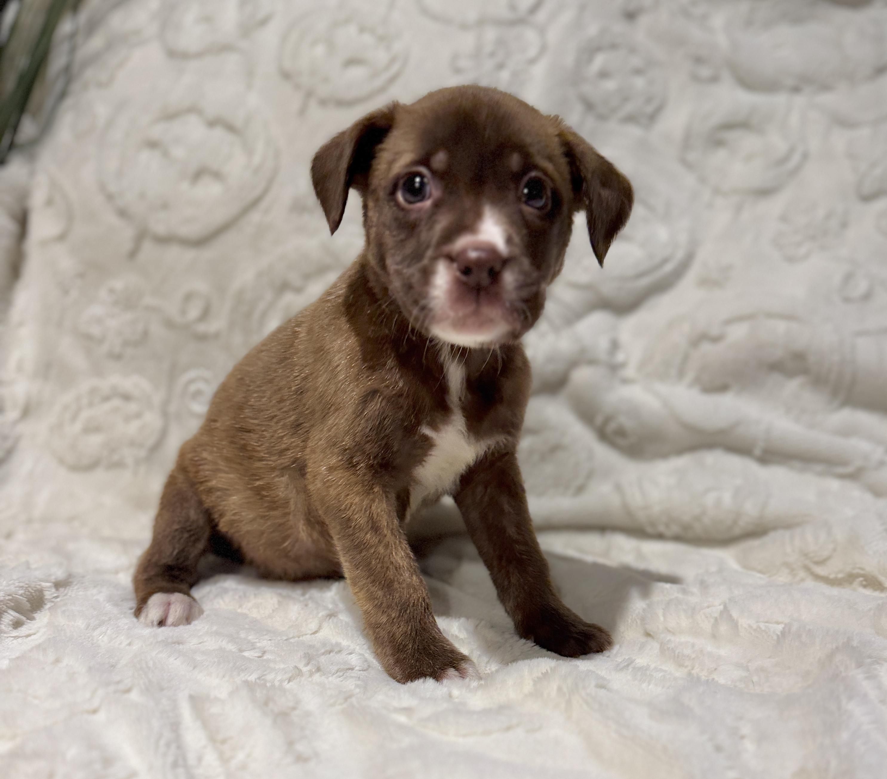 Enlarge Sean, a ADOPTABLE mixed breed in Hales corners, WI image 1/3