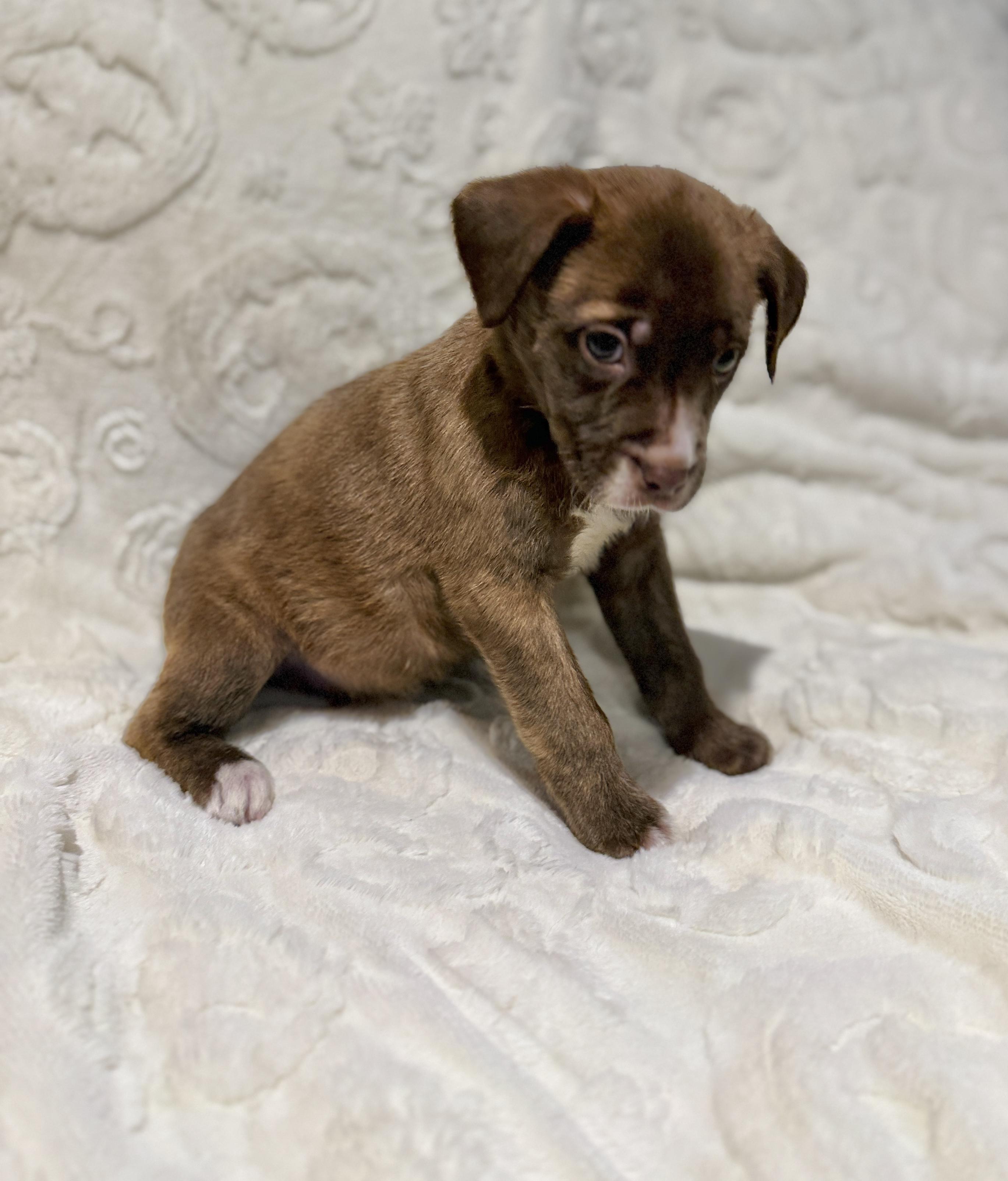 Enlarge Sean, a ADOPTABLE mixed breed in Hales corners, WI image 2/3