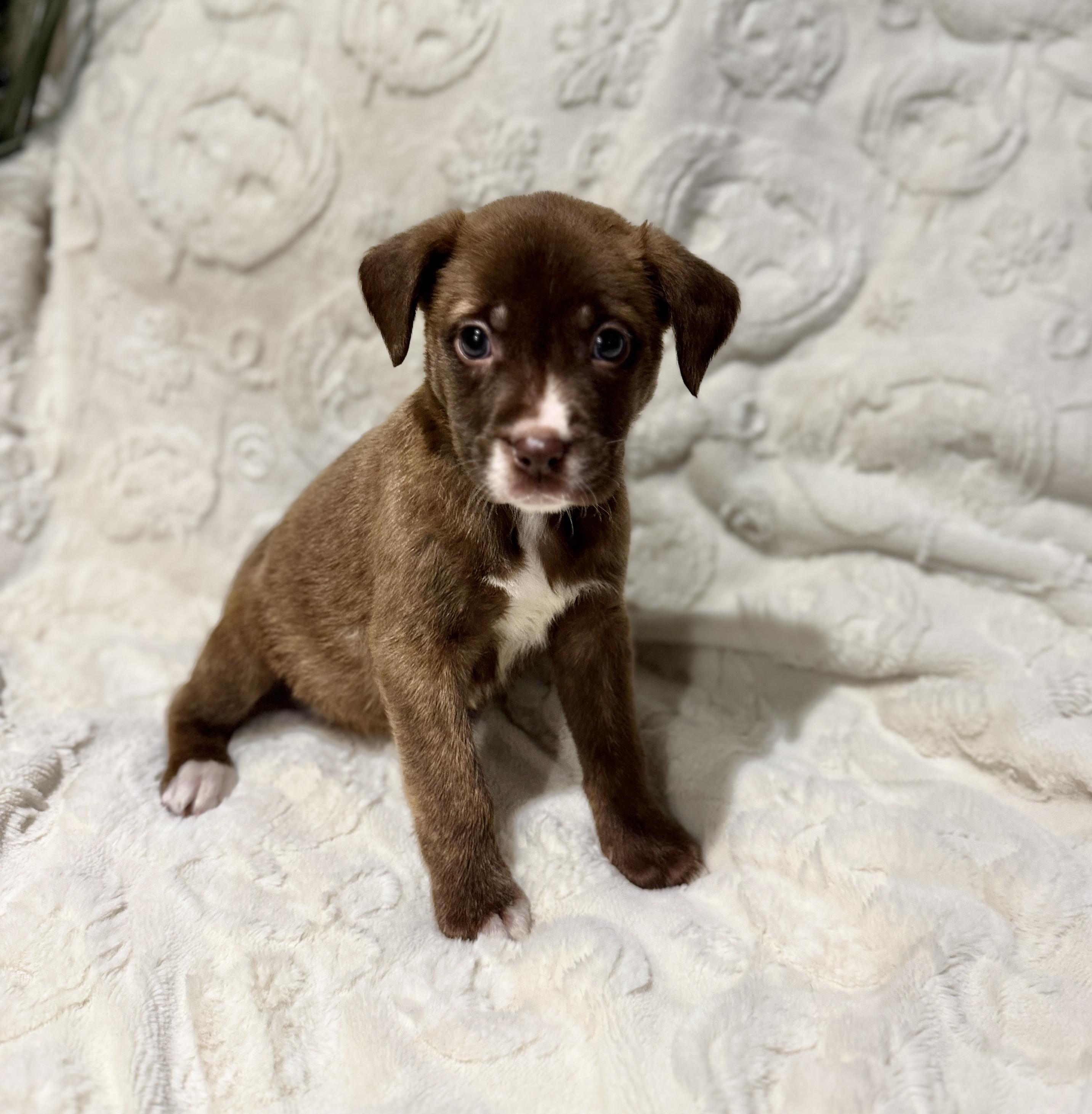 Enlarge Sean, a ADOPTABLE mixed breed in Hales corners, WI image 3/3