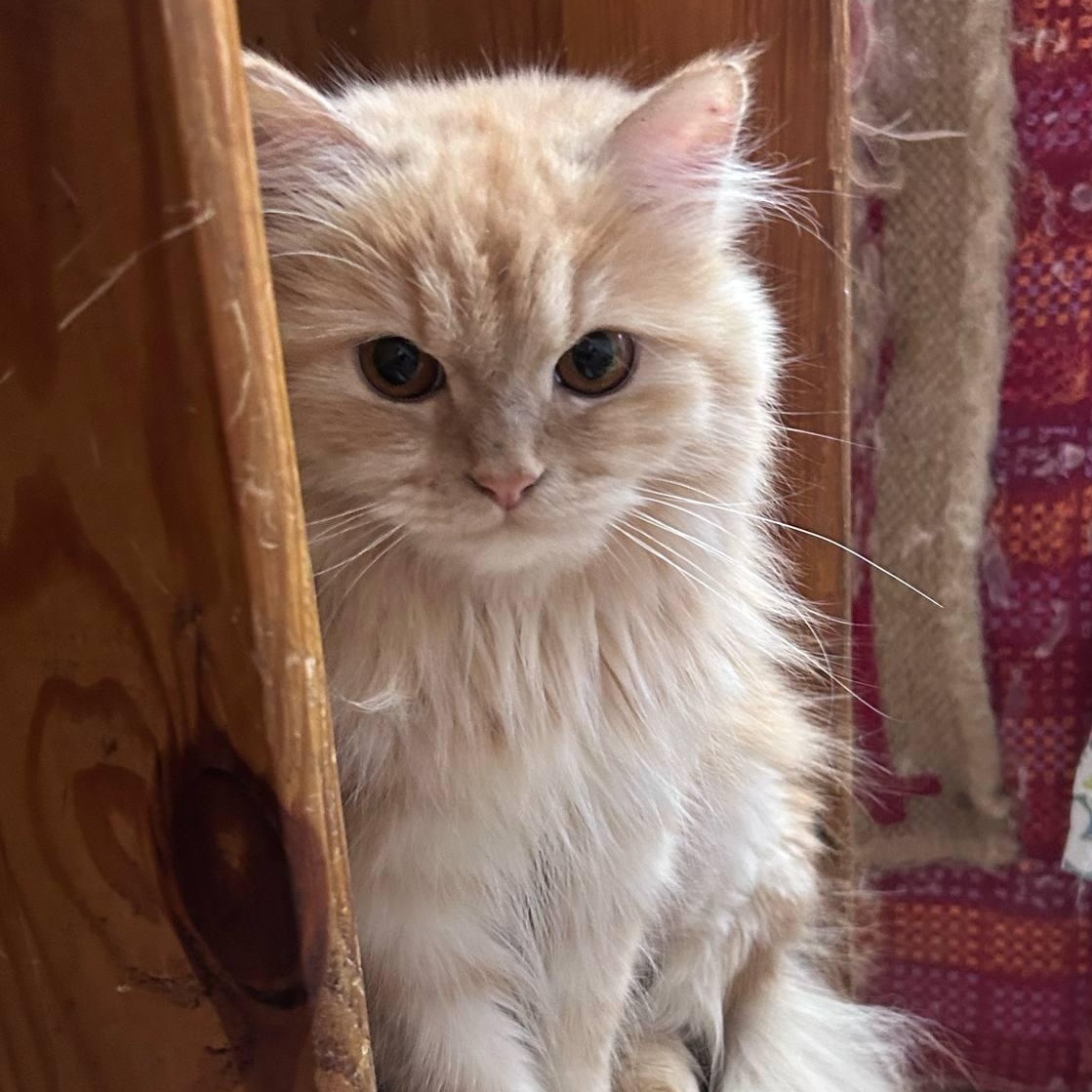 Zina, Young Female unknown